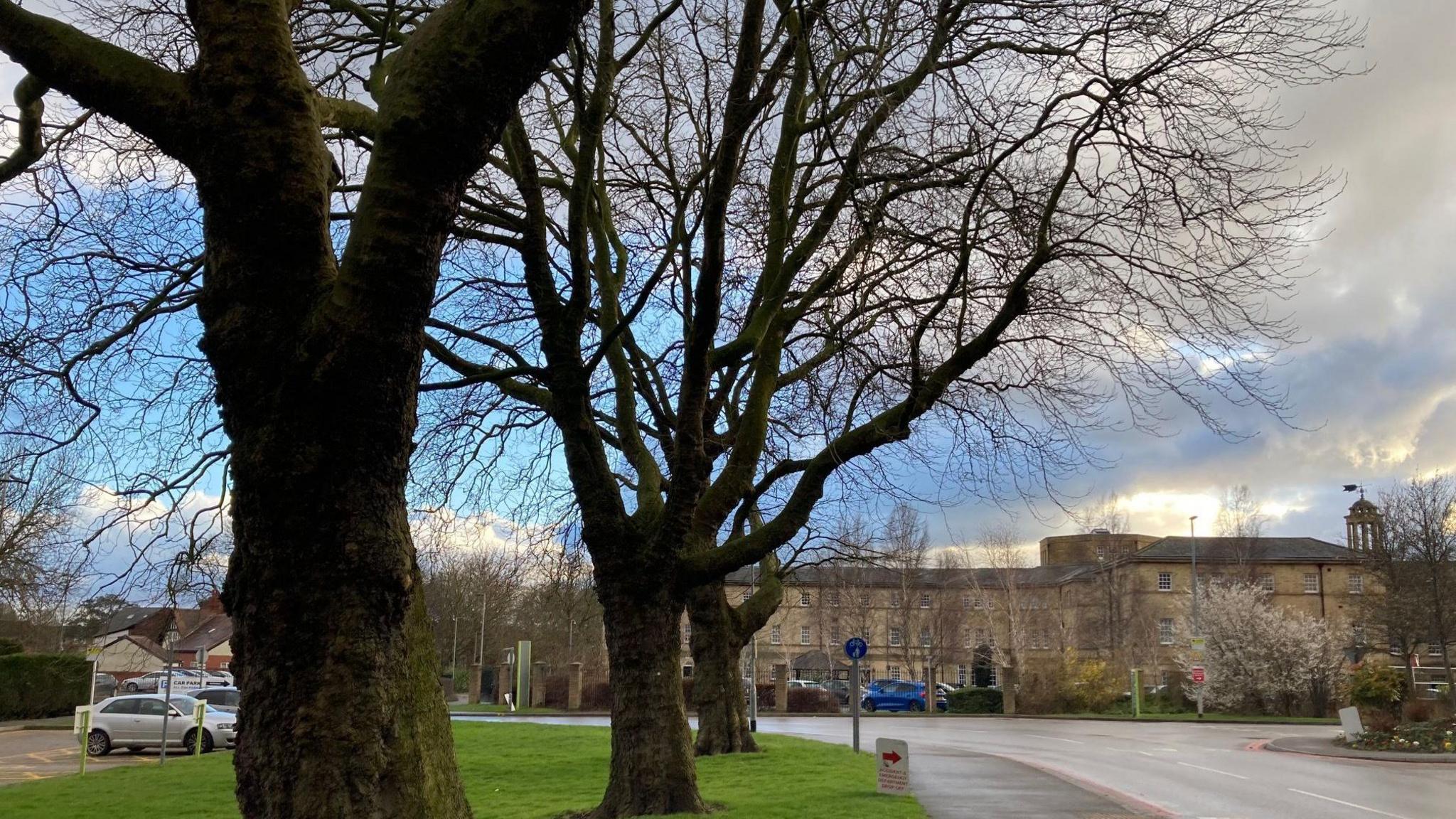 Trees in the grounds of Pinderfields Hospital