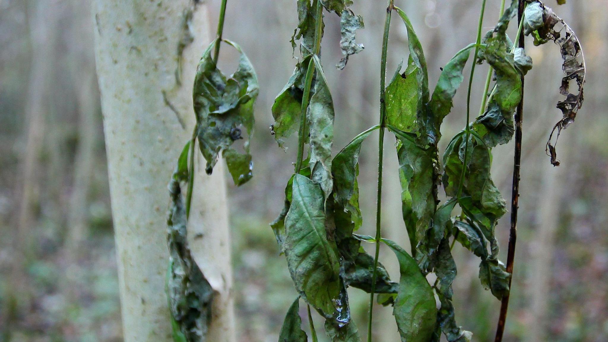 diseased tree leaves