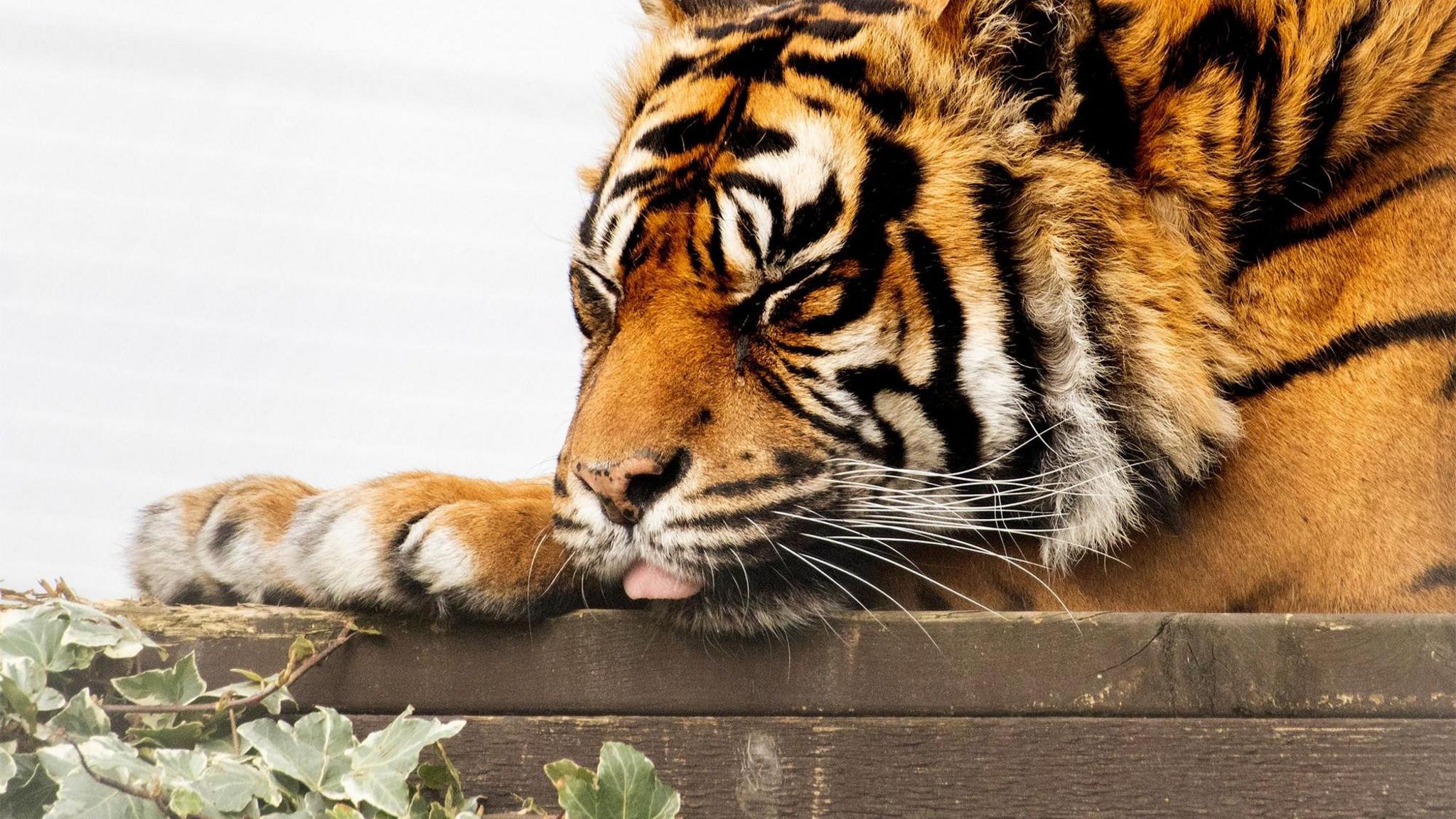 Ratna the tiger lying down on a wooden platform and appears to be asleep. She has her eyes closed and mouth slightly open with her light pink tongue sticking out. To her bottom left is some ivy.