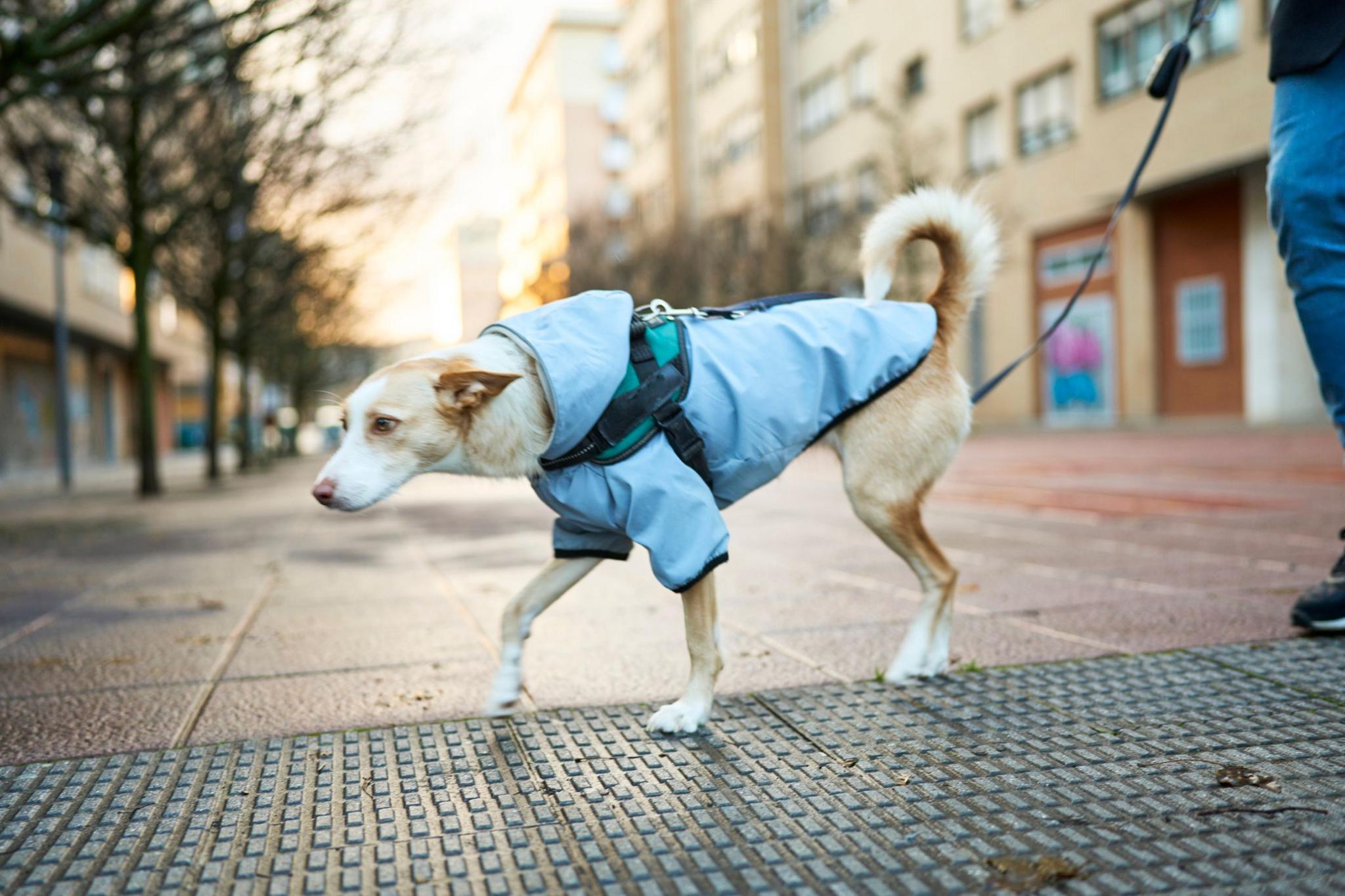 Dog walking in a coat