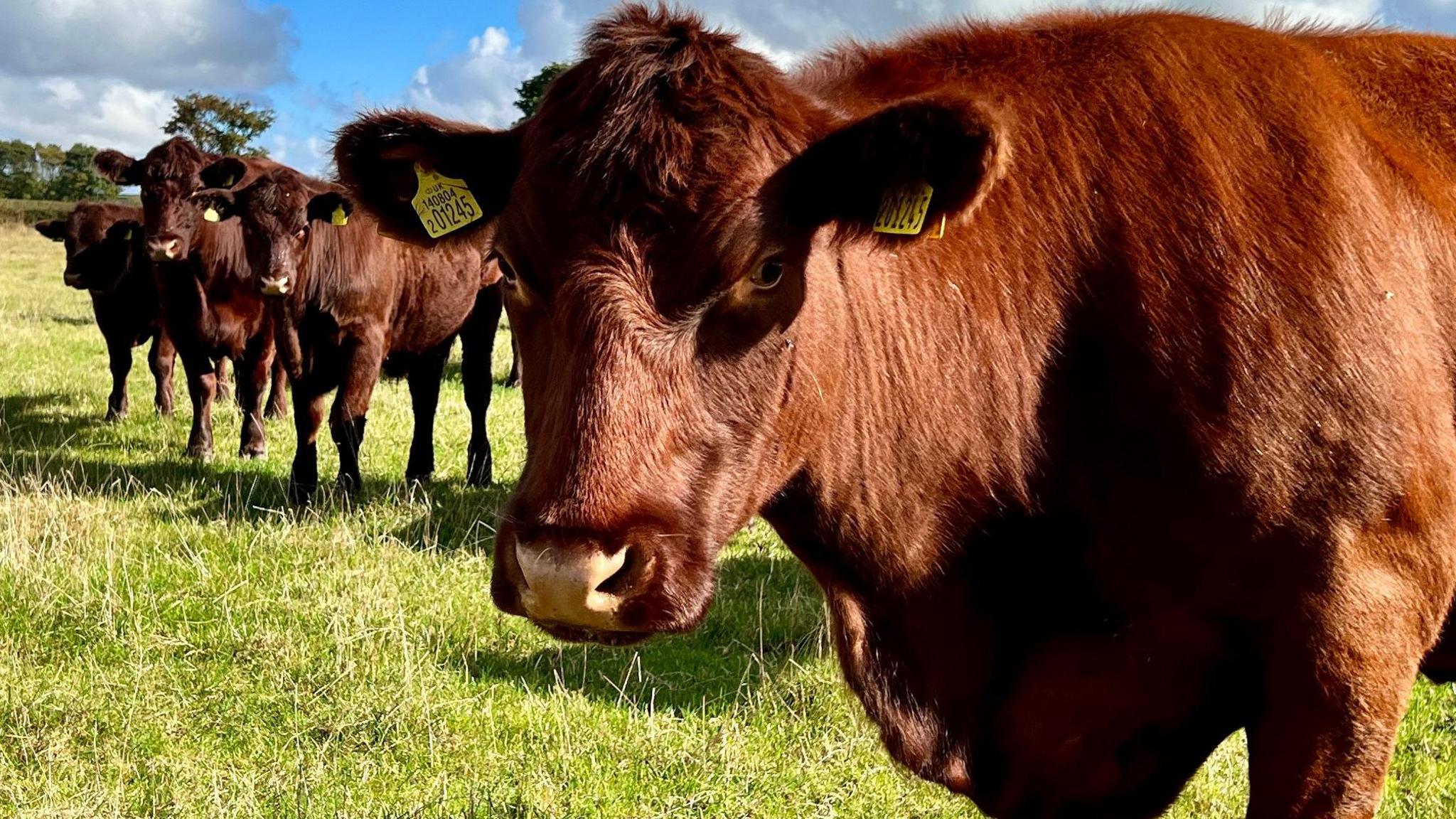 Four Lincoln Red cattle in a green field. They have auburn hair and wear yellow tags in their ears.