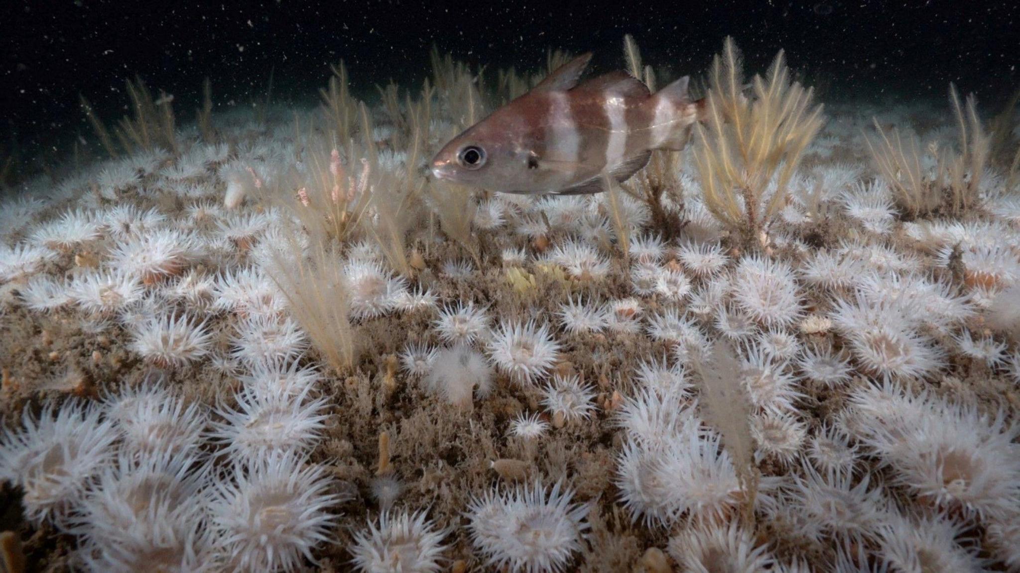 White anemone and other sea vegetation attached to the remains of a steamship. A beige fish with white strips is in the centre of the photo