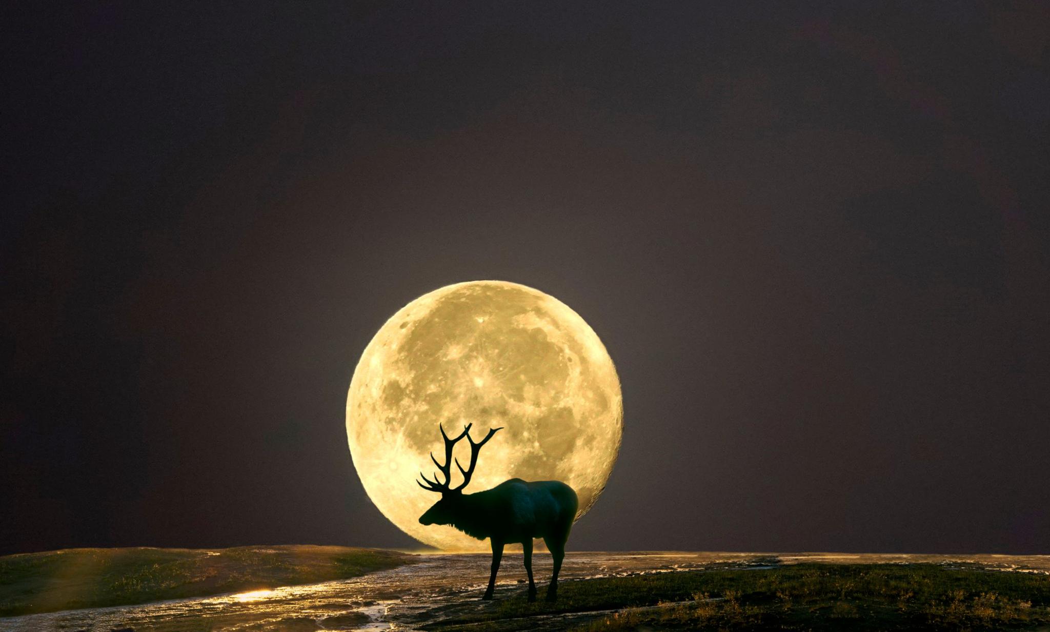 a stag in front of the moon