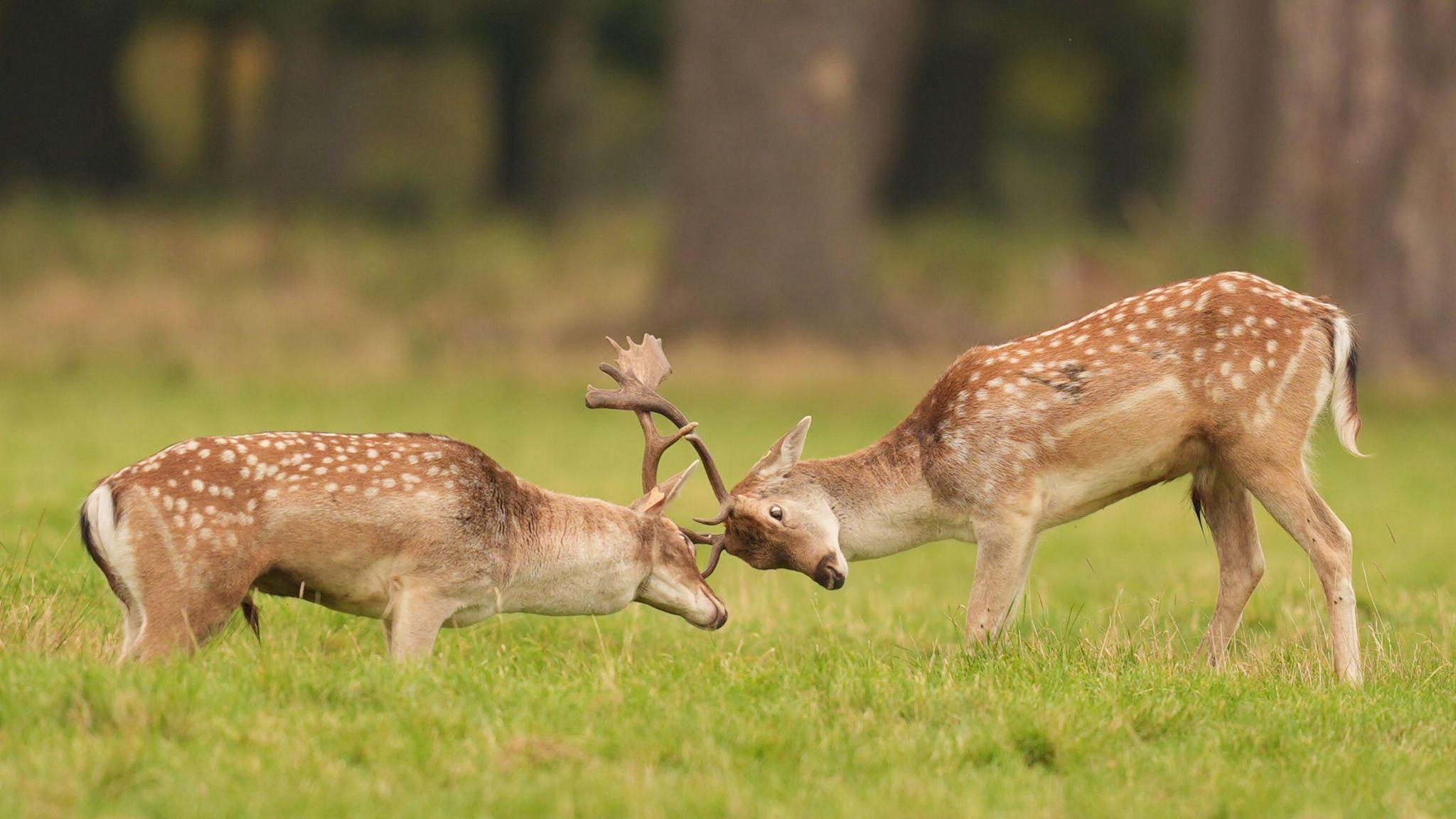 Two male deer ram into eachother