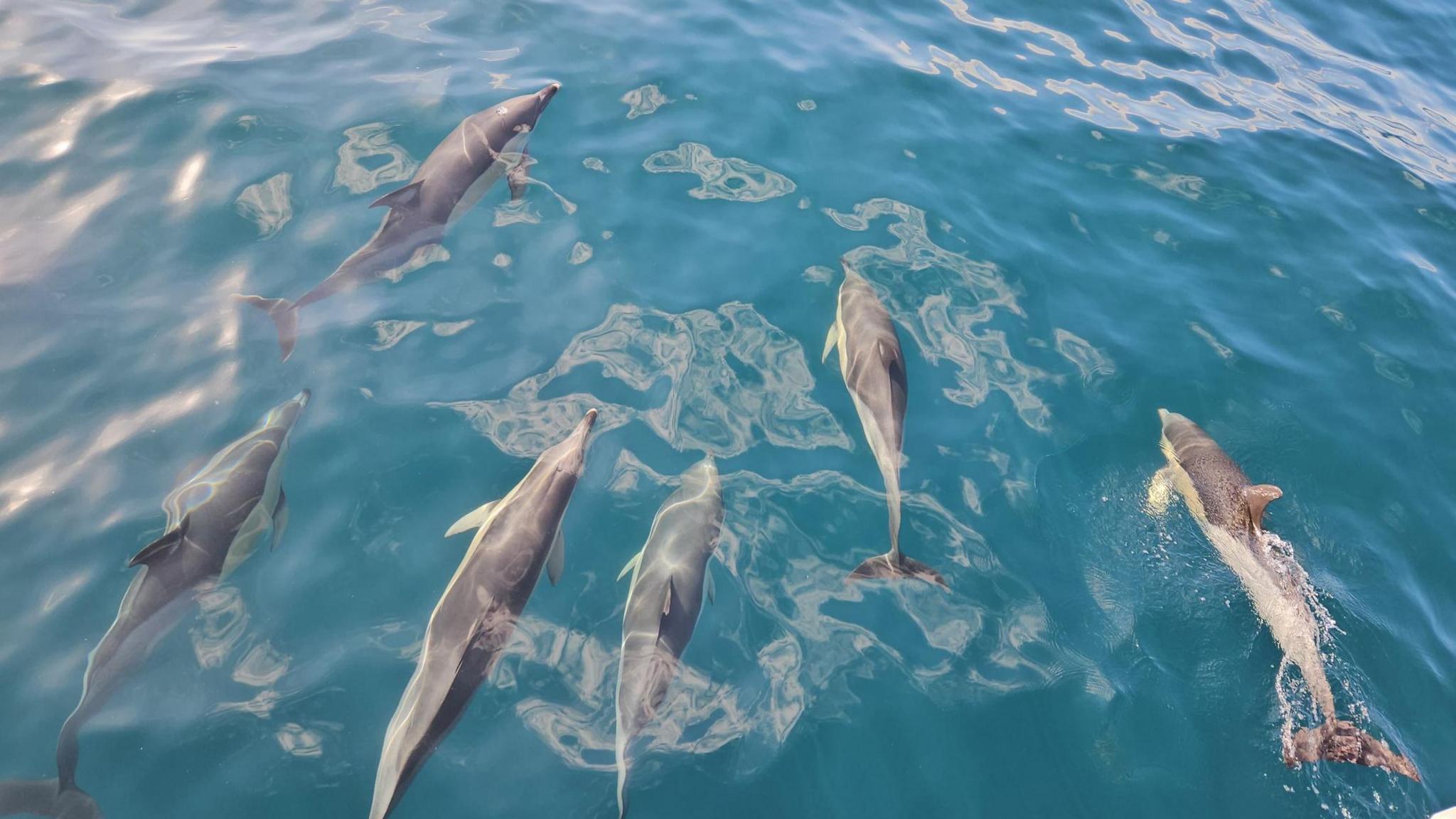 The image was taken looking down on the dolphins as they rode a ferry's bow wave. The dolphins are light grey and brown in colour and are swimming in light blue water.