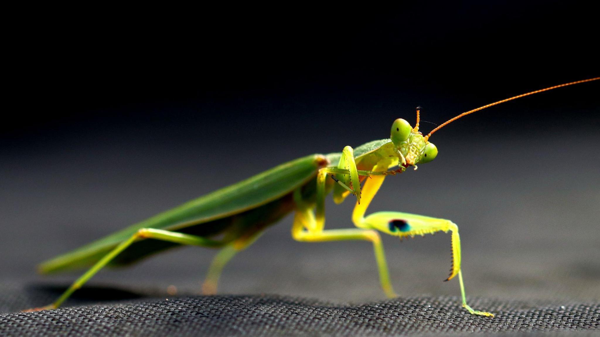 New Zealand praying mantis