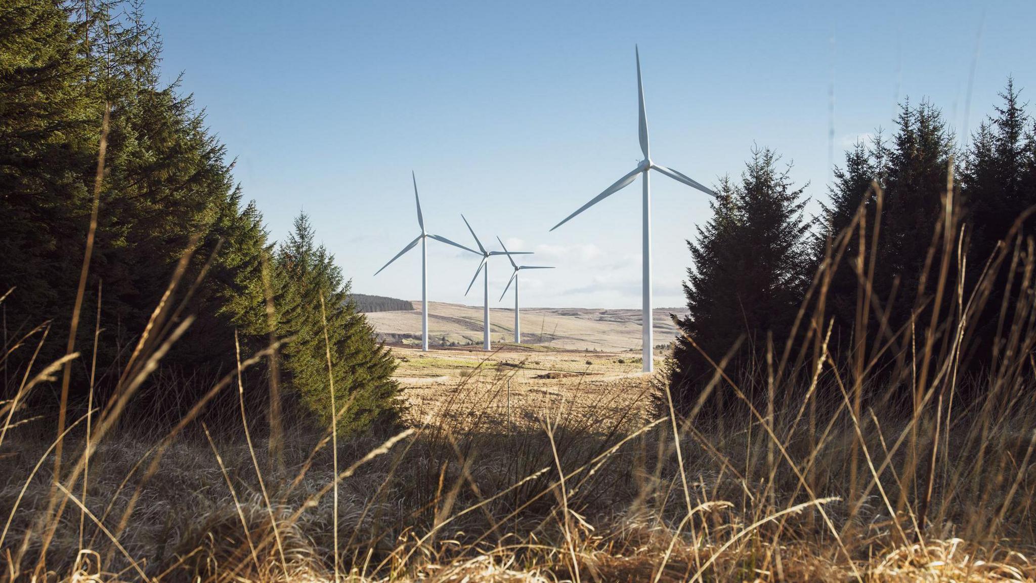 Four wind turbines on a rural windfarm viewed through a gap in some pine trees