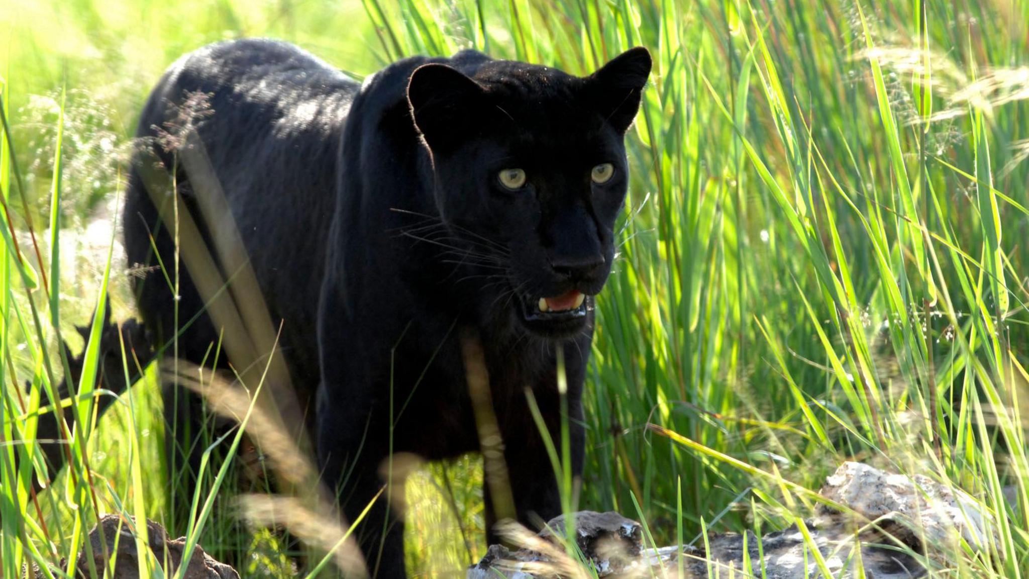 A black leopard prowls through tall grass.