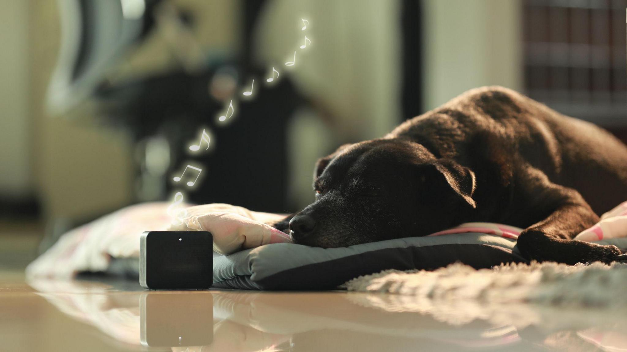 A calm dog lying on its bed sleeping whilst listening to a music player next to them. 