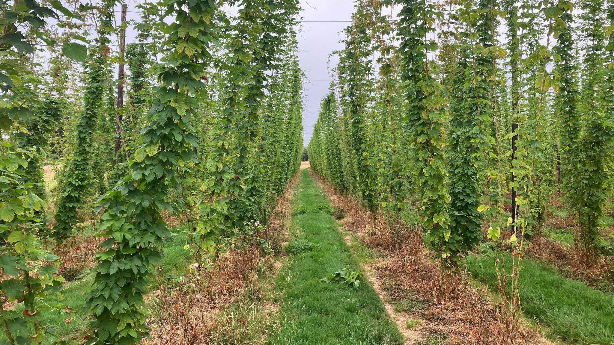 The brewery's hop garden, which includes the Farnham White Bine and two other varieties English cascade and Fuggles. 