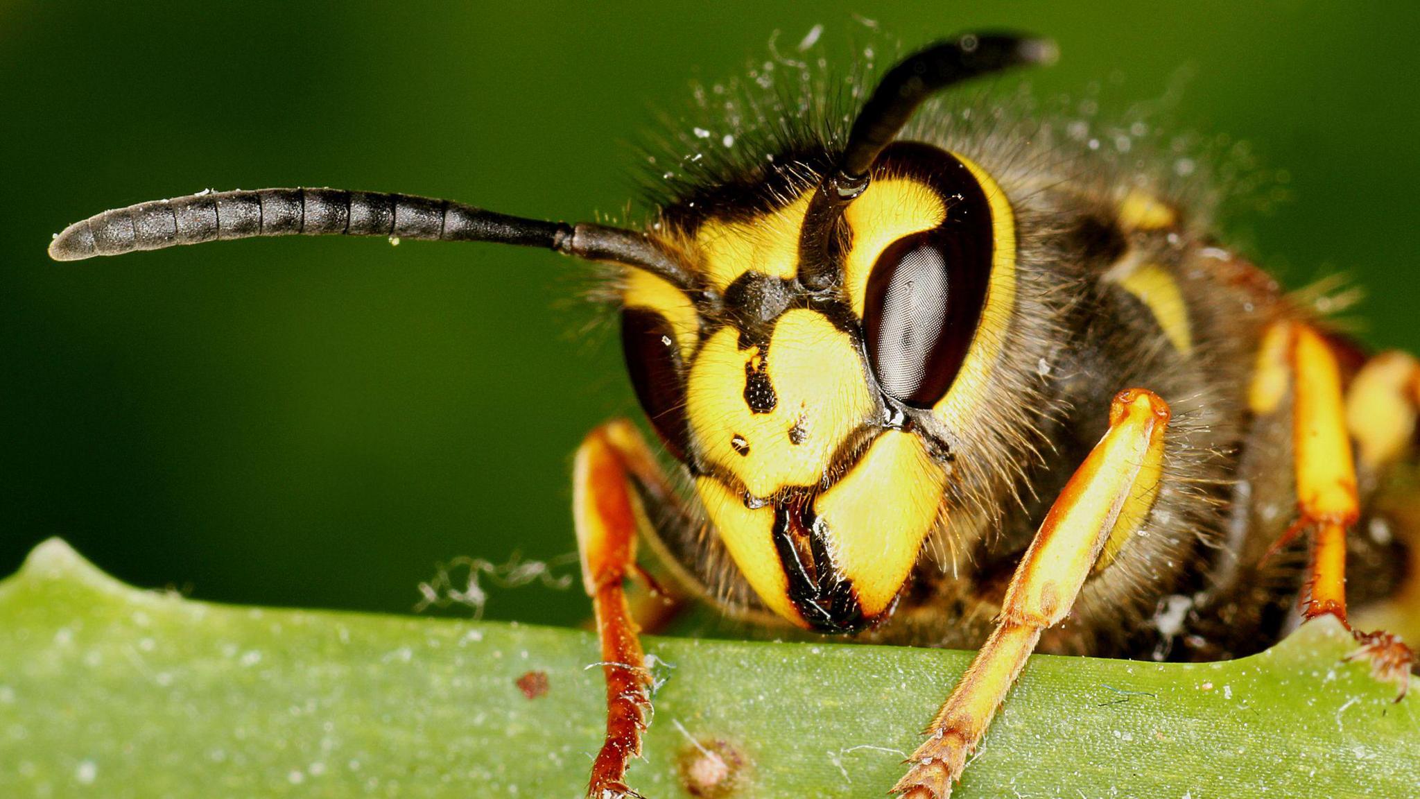 Up close of a wasp