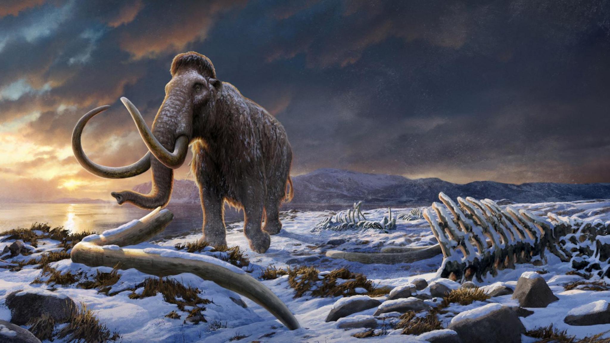 An artists impression of a woolly mammoth. It stands on snow-covered ground surrounded by skeletons of other creatures.