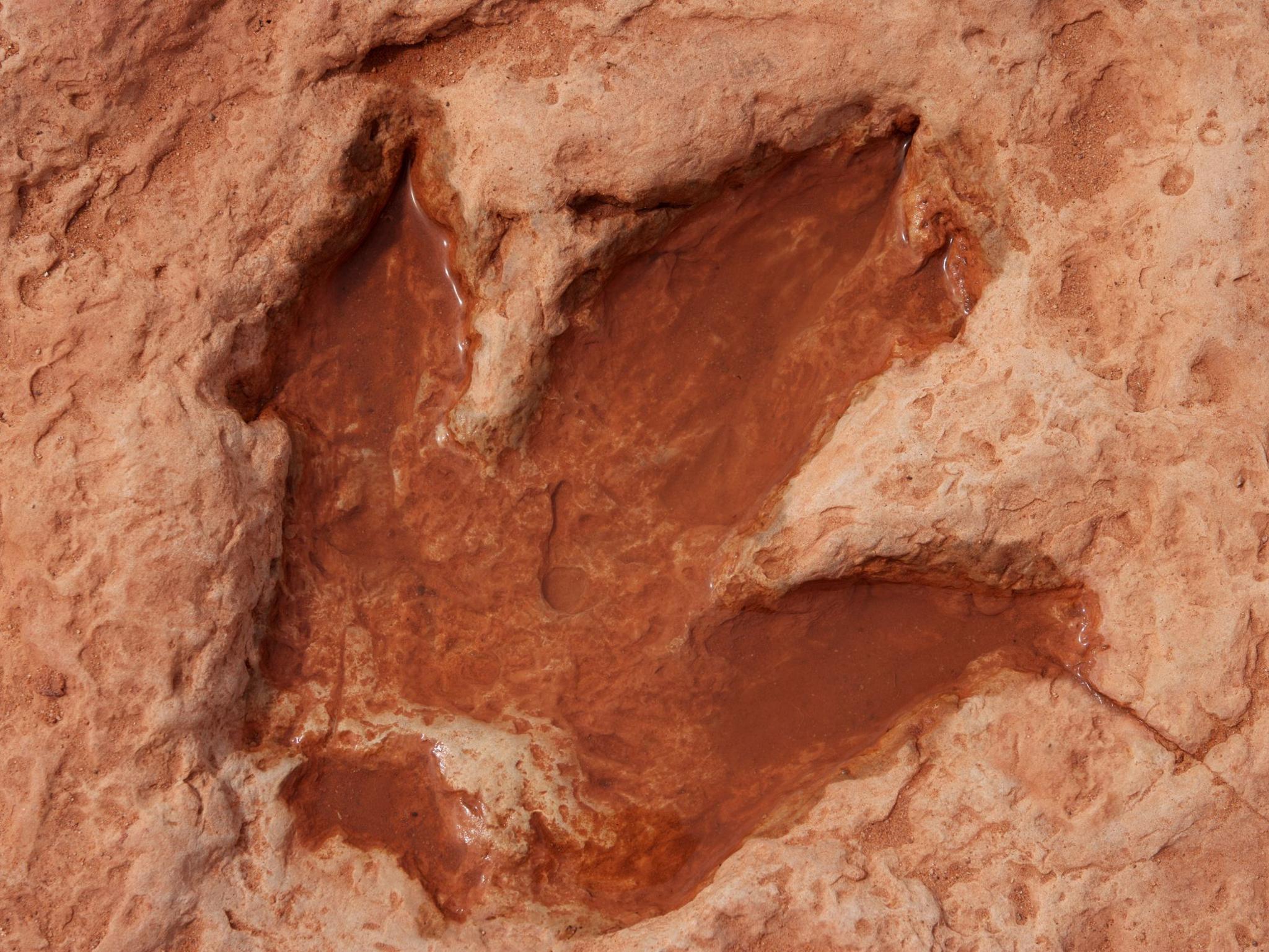 A large footprint from a three-toed Dinosaur, possibly an allosaurus, from around 150 million years ago impressed in sandstone.