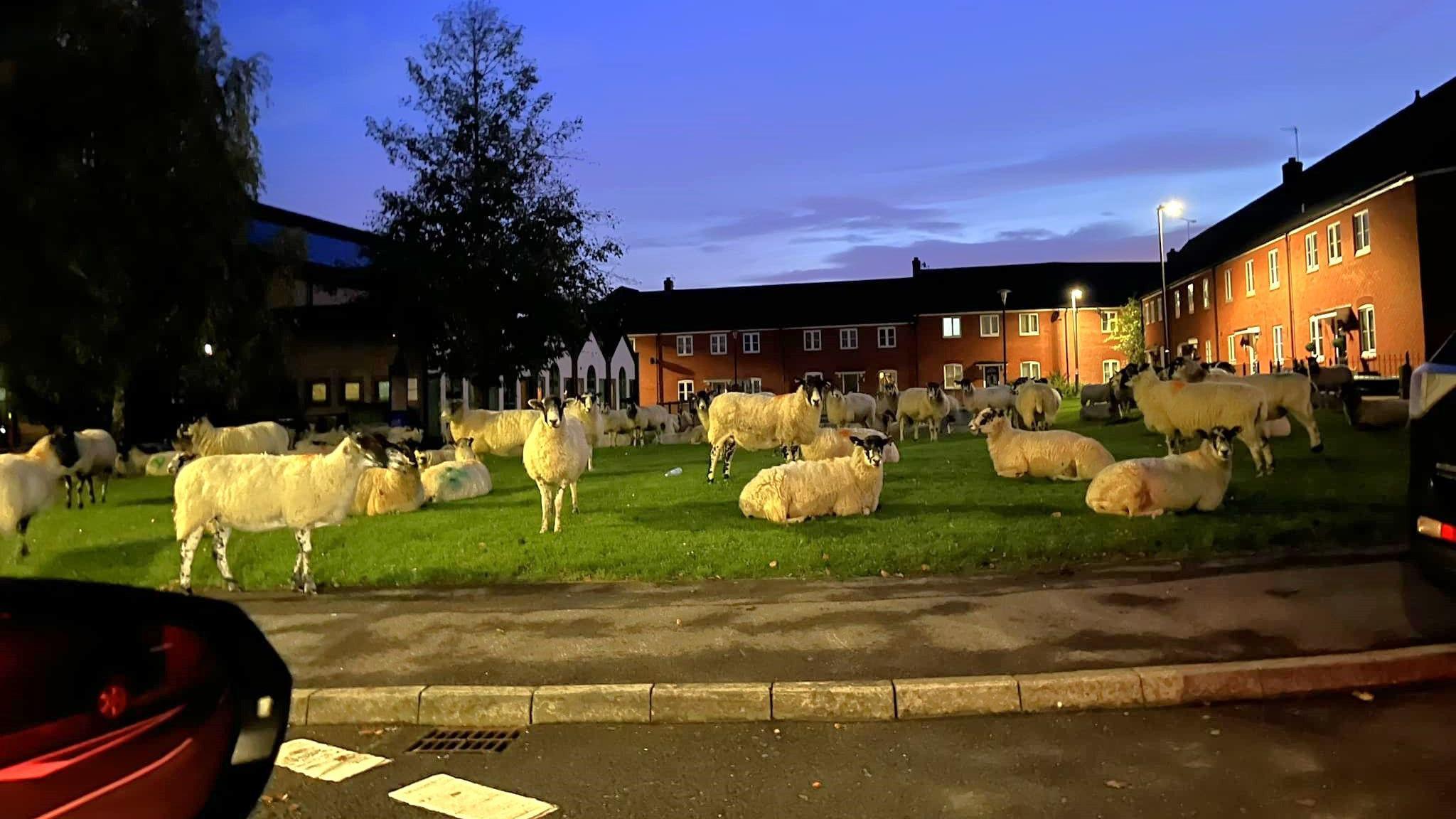 Around 40 sheep sitting and standing on a patch of grass beside a pavement in a residential area in the Walton Cardiff estate.