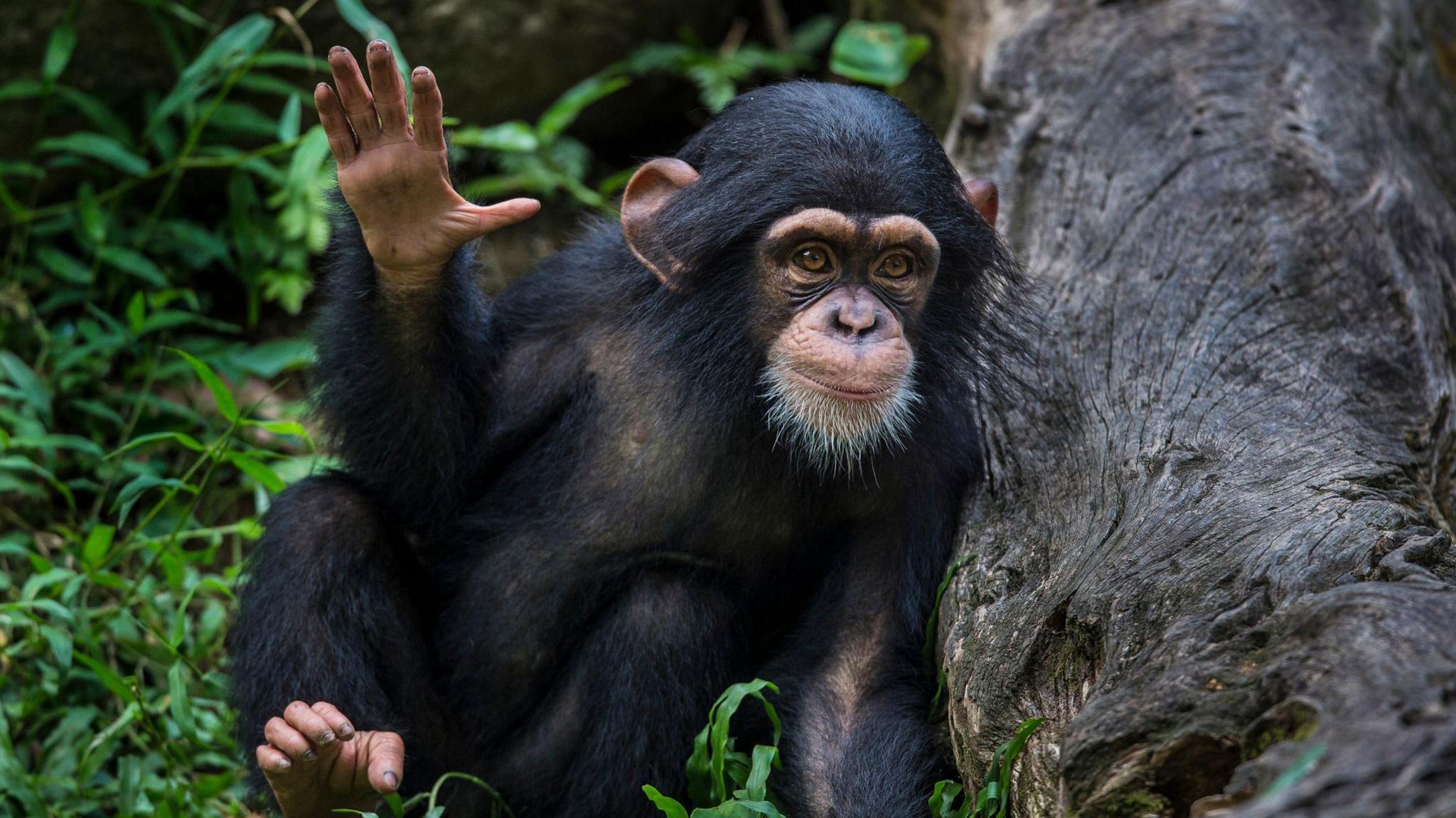 Young Chimpanzee waving hand