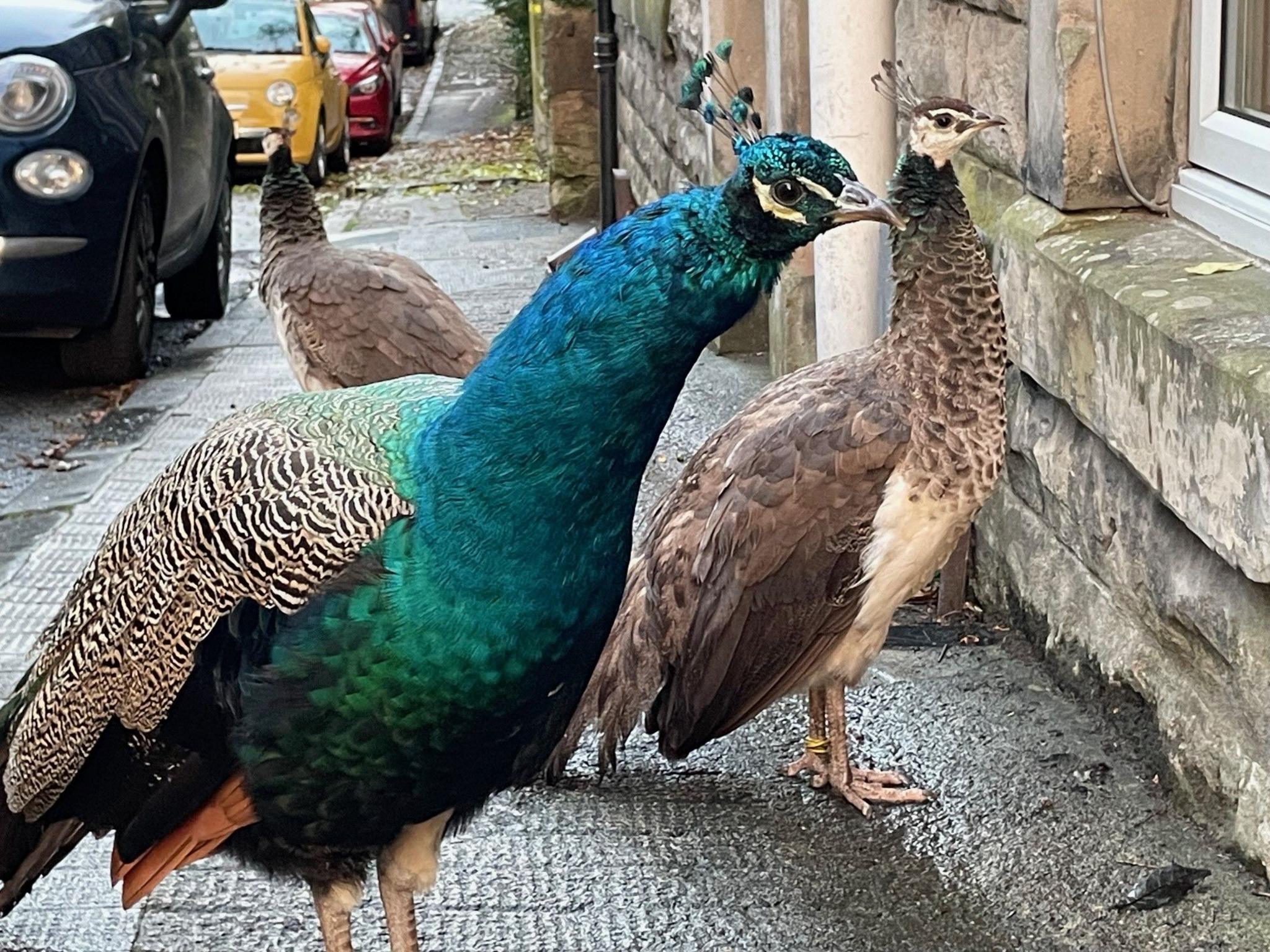 Three peacocks - one with an aquamarine colour, the others brown and white - walking along a city street