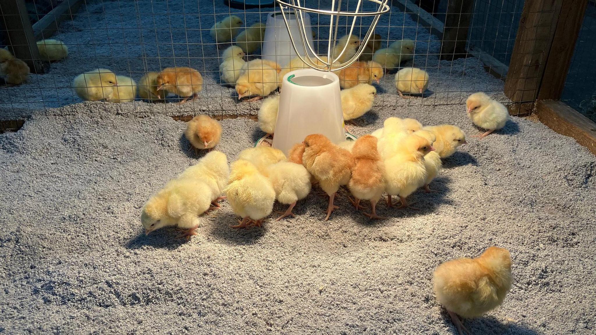 Between 10-20 pale yellow chicks are huddling under a heat lamp in a pen.