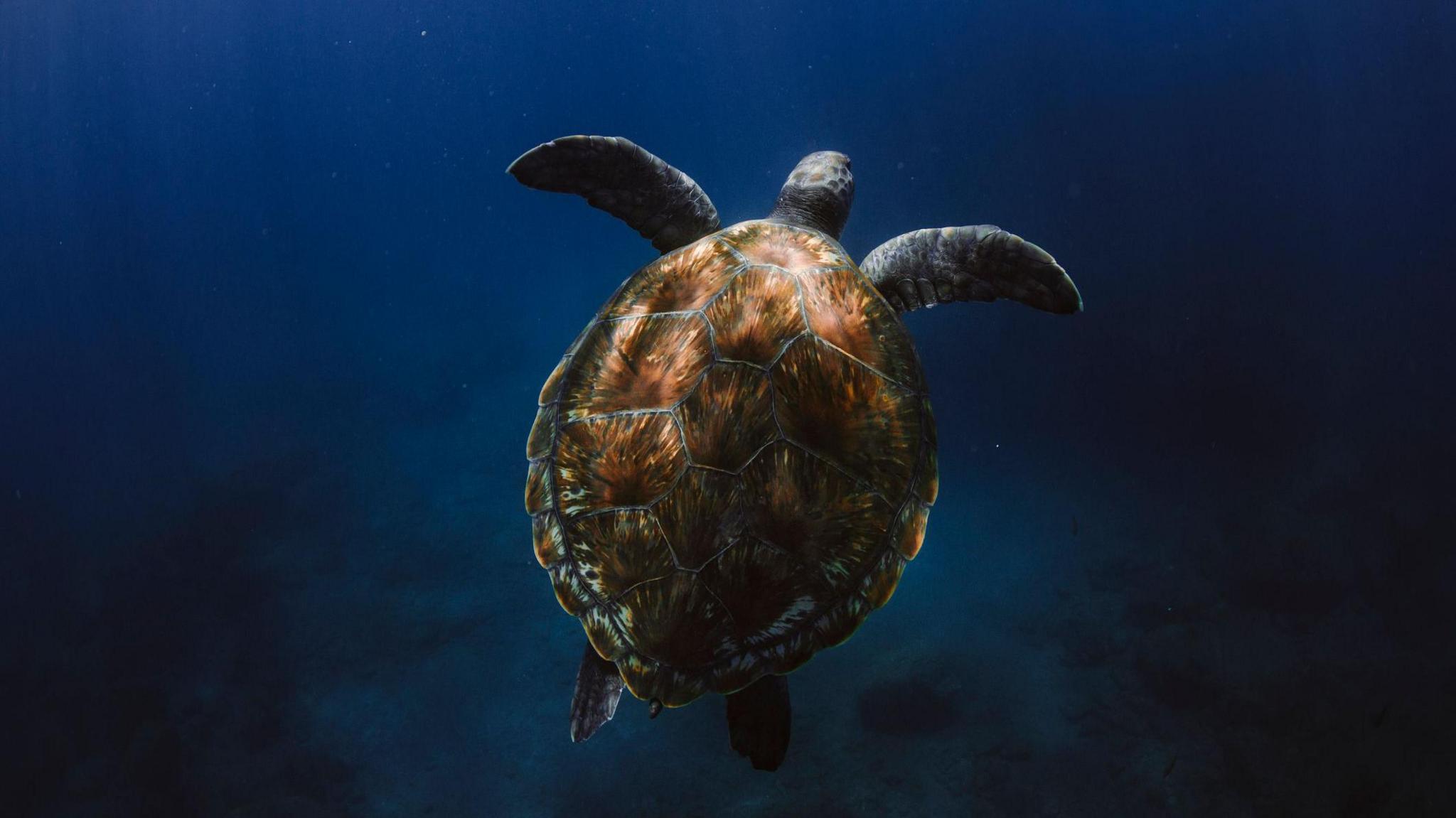 Loggerhead turtle swimming in the water