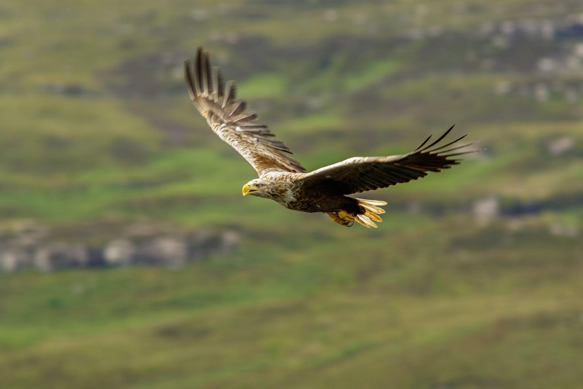 White-Tailed Eagle