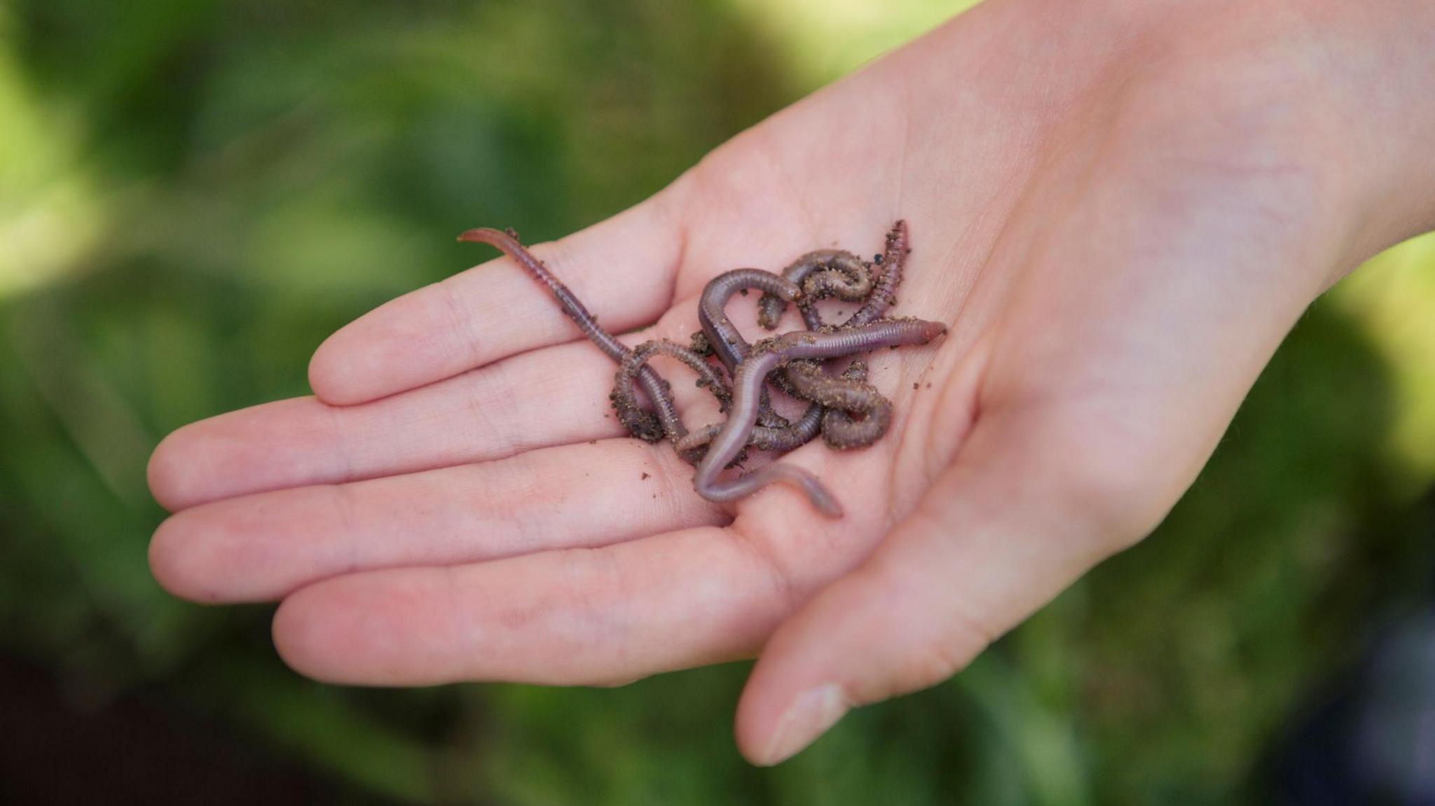 A child's hand holding a few earthworms