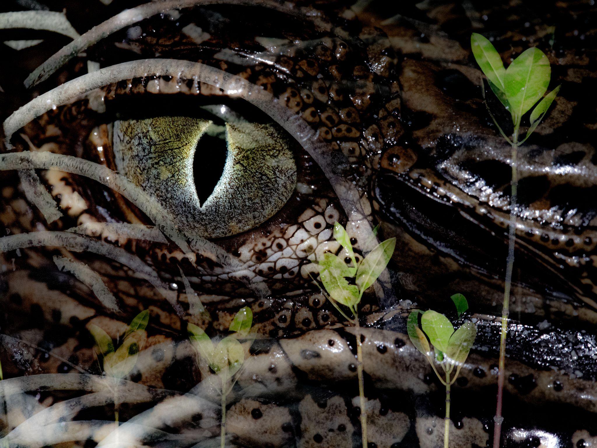 A close-up of the eye of a young saltwater crocodile superimposed with images of mangrove leaves