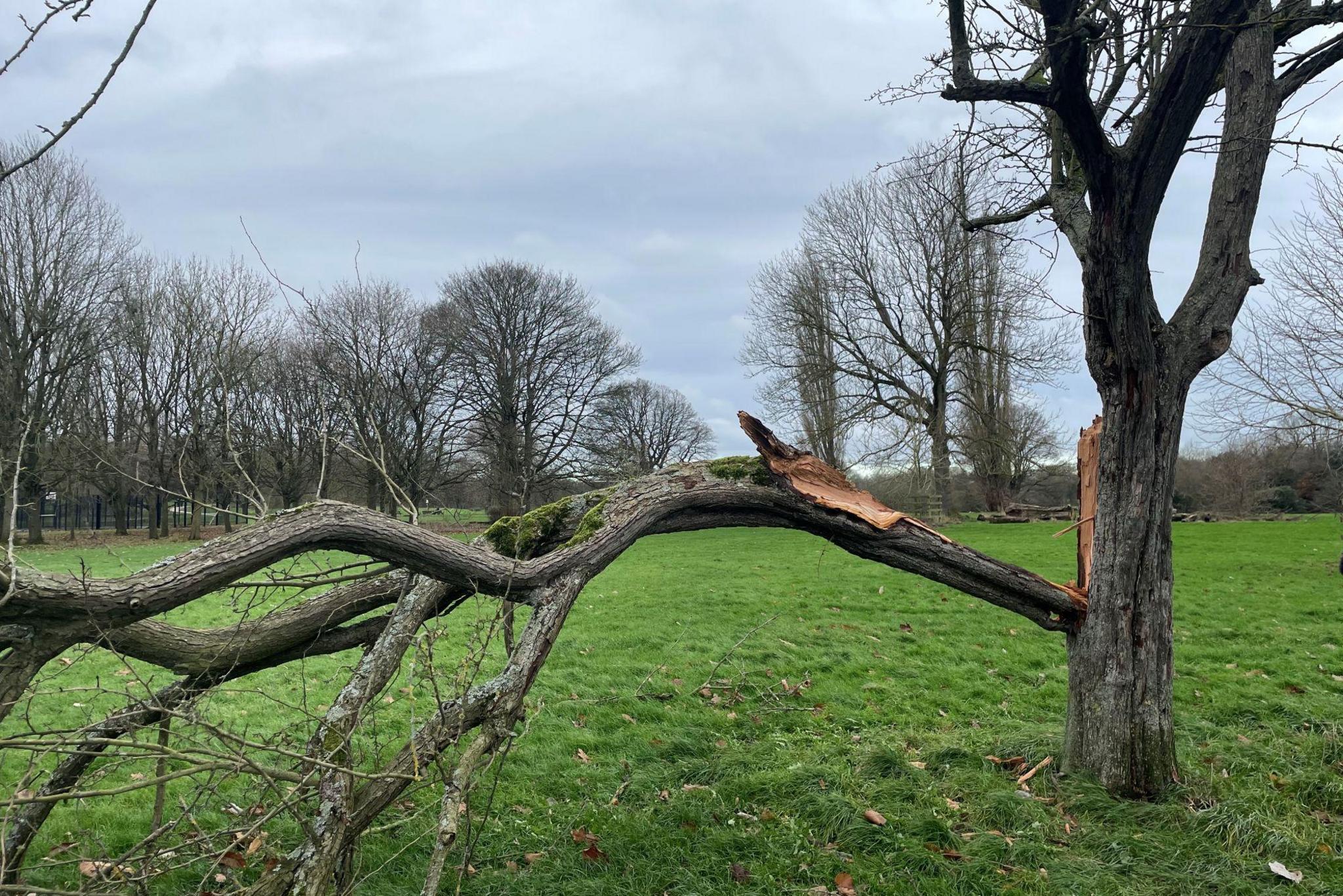 A tree that fell victim to Storm Darragh in Markeaton Park