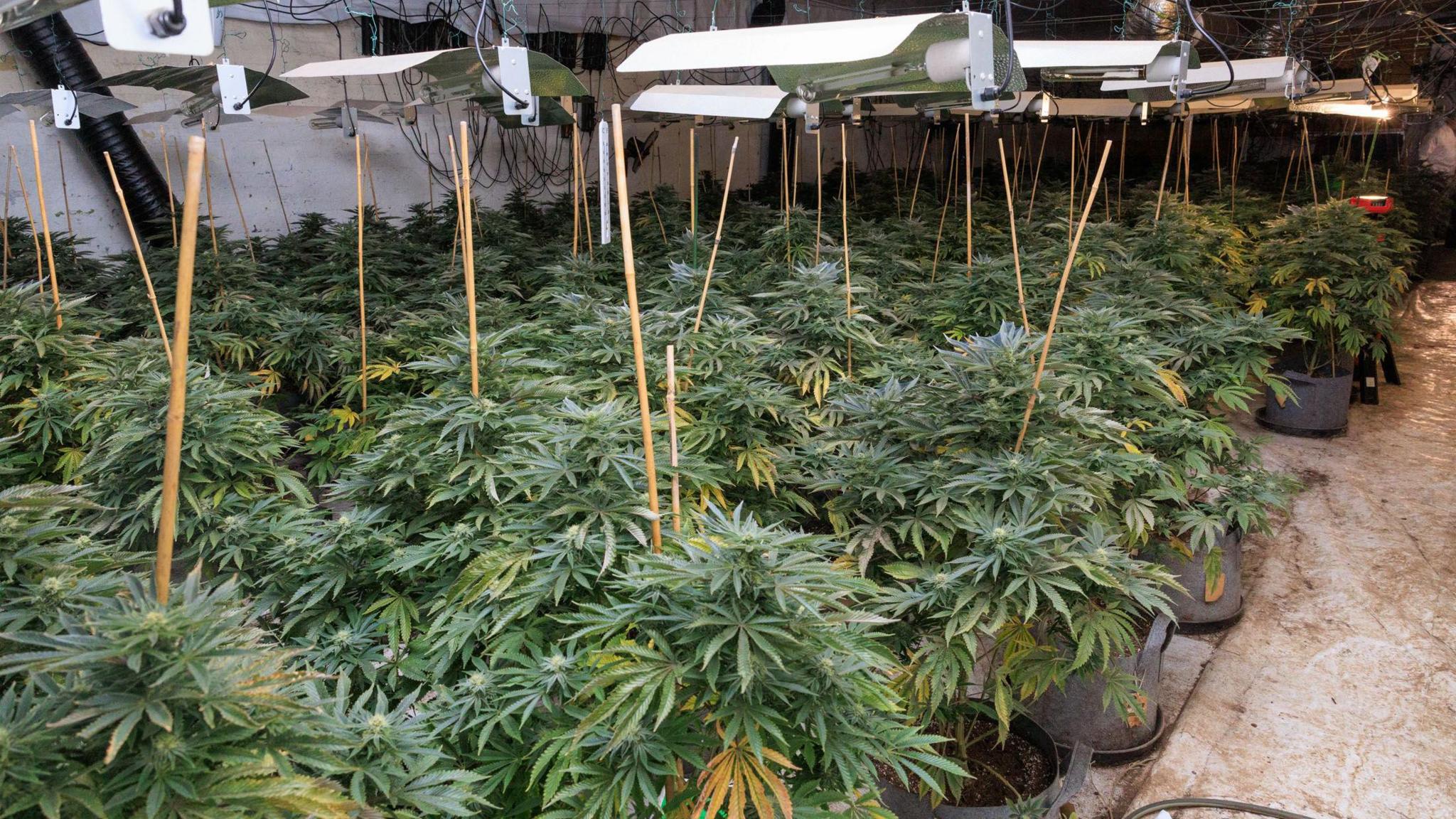 Cannabis plants, with heat lamps over them