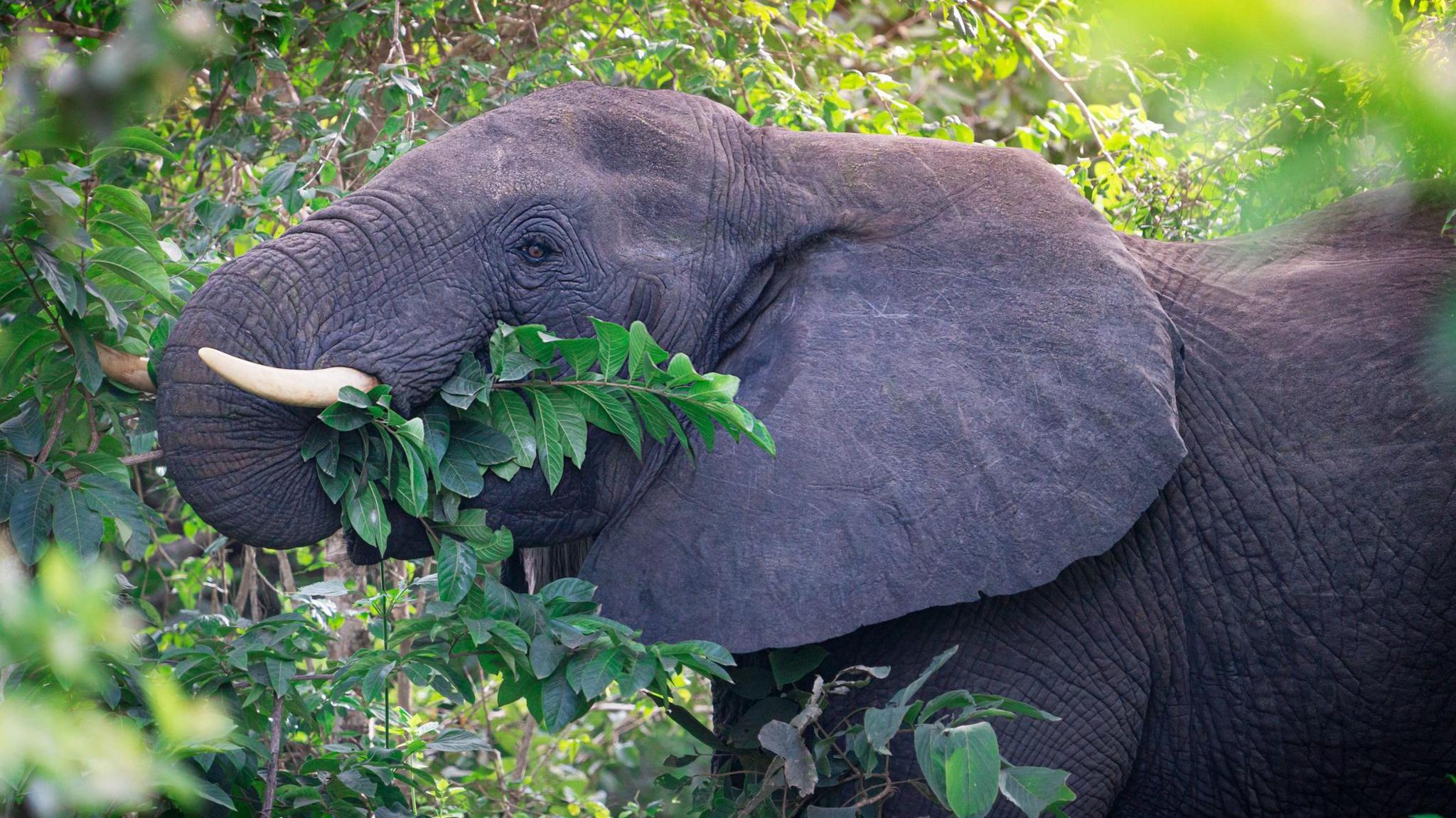 Elephant eating leaves