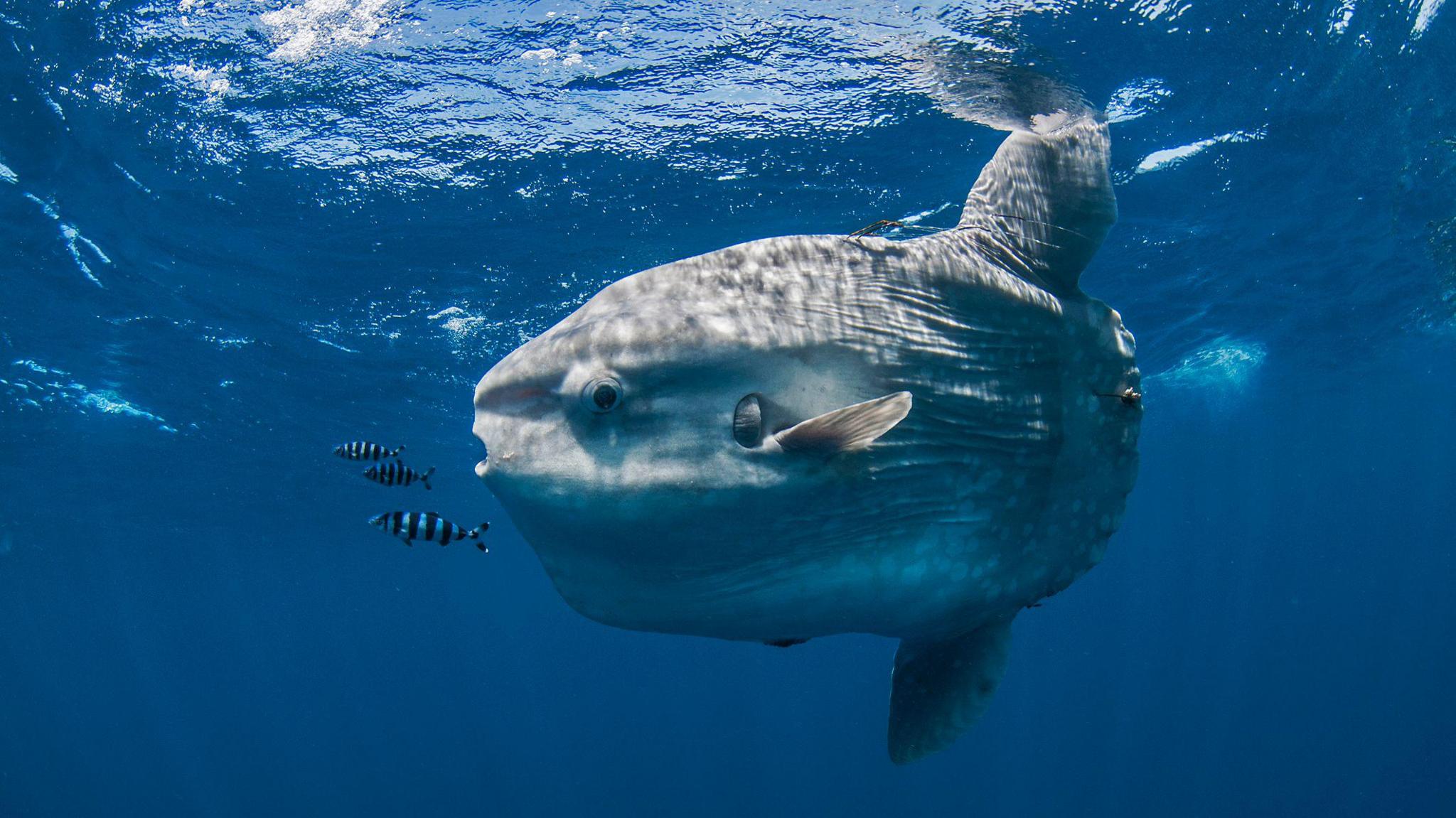 a sunfish in the ocean