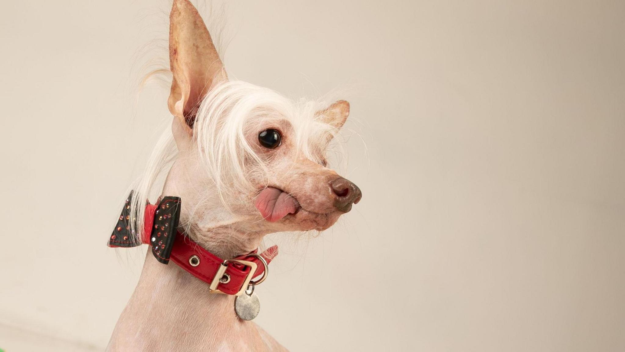 Muppet- a white non-furry dog wearing a red collar and a black bow sitting on a yellow cushion