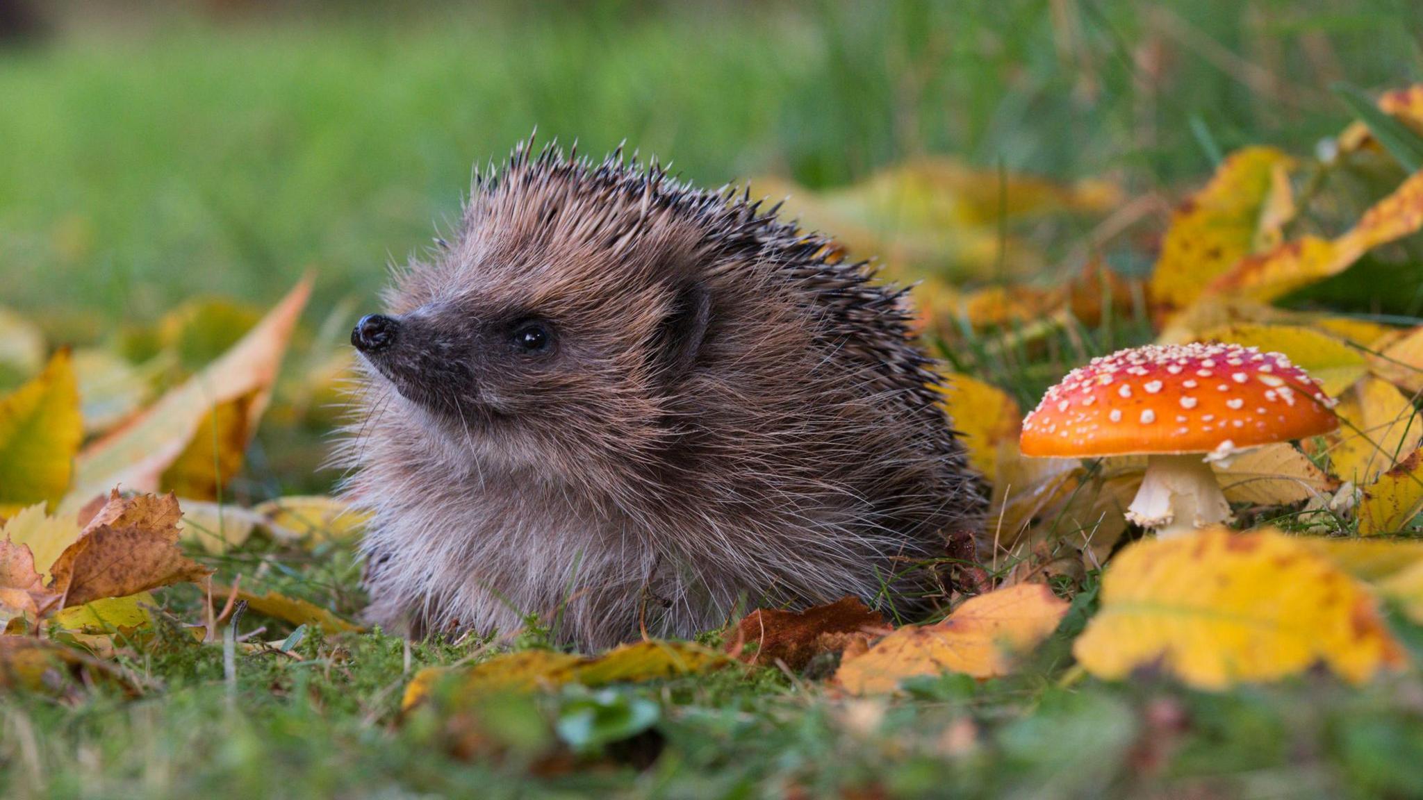 hedgehog in autumnal setting