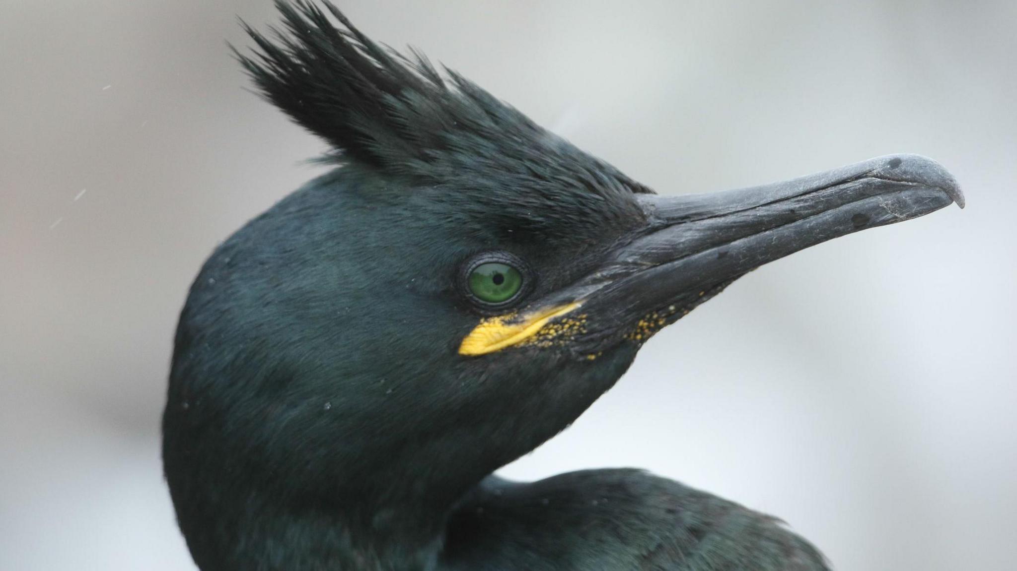 Black and green bird looking to the side