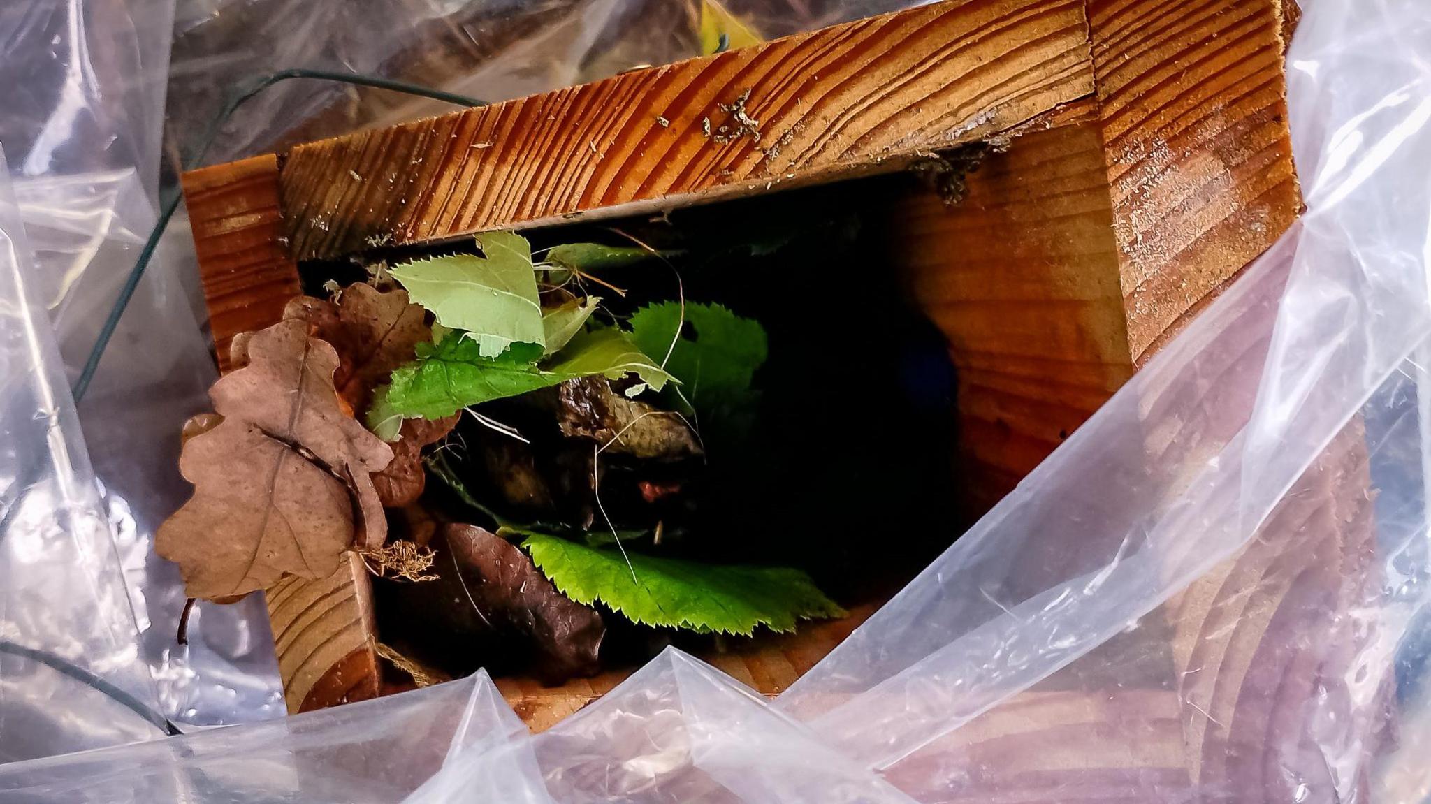 A wooden box with leaves and branches inside. the box is inside clear plastic