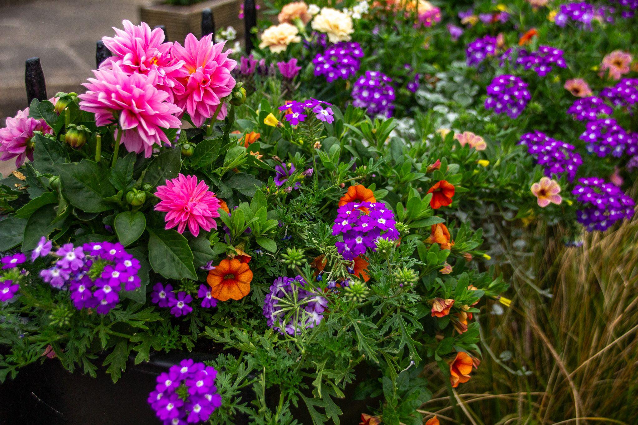 Flowers in Chatteris