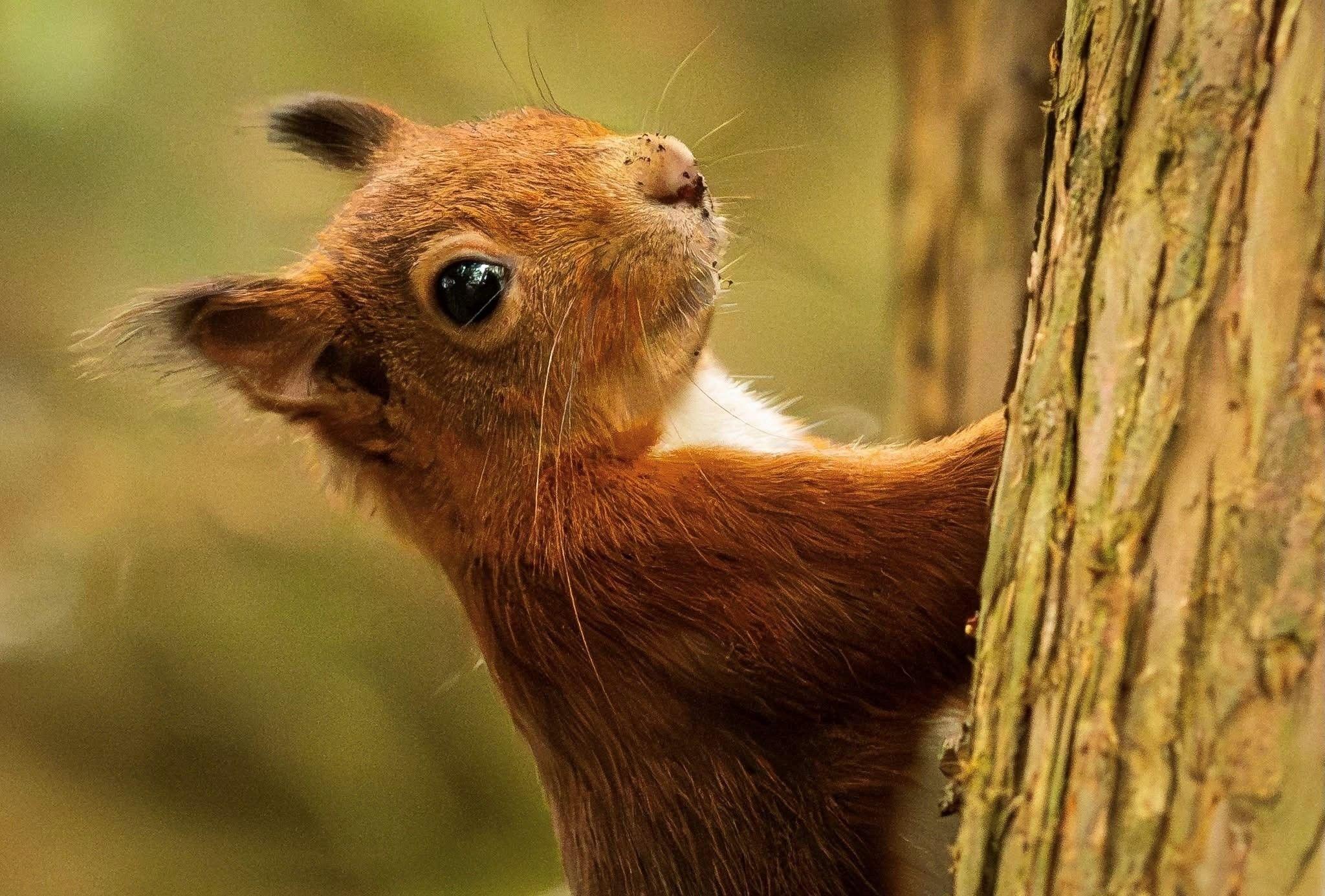 A close-up of a red squirrel clinging to the rough bark of a tree, its sharp claws gripping firmly. The squirrel’s bright, glossy eye and tufted ears stand out against its rich reddish-brown fur.