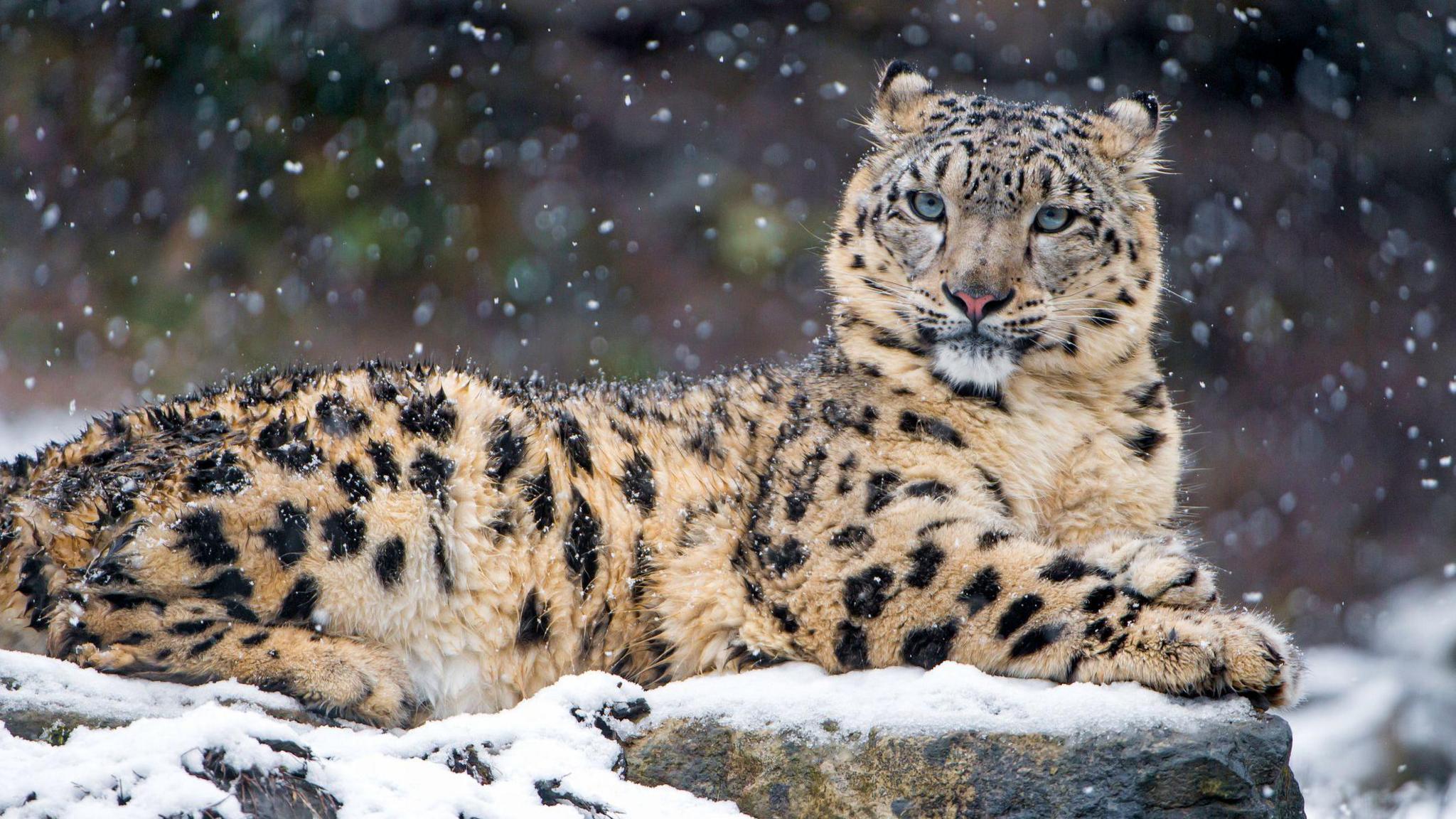 Snow leopard on a snowy rock