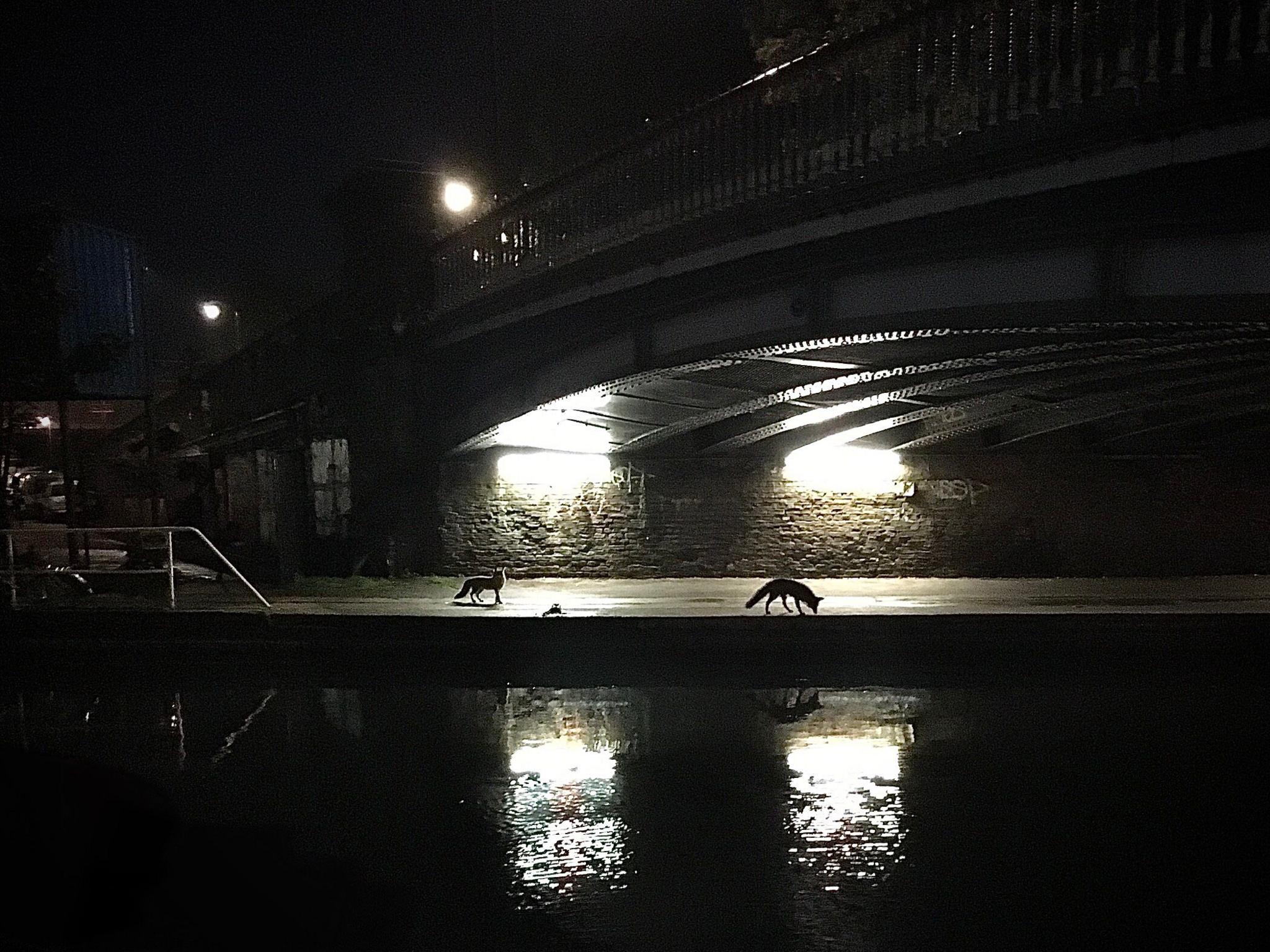 Foxes under a dimly lit canal bridge at night. 