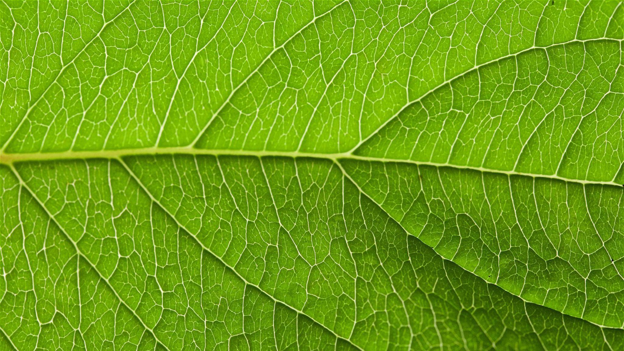 A close up of the veins and fibres of a plant leaf.