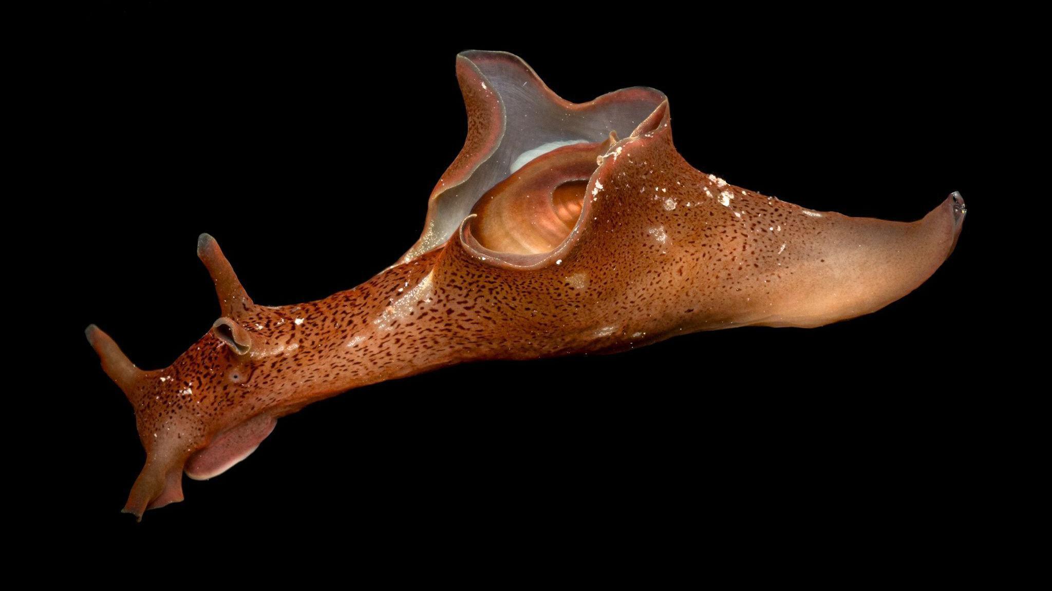 Brown sea slug on black background