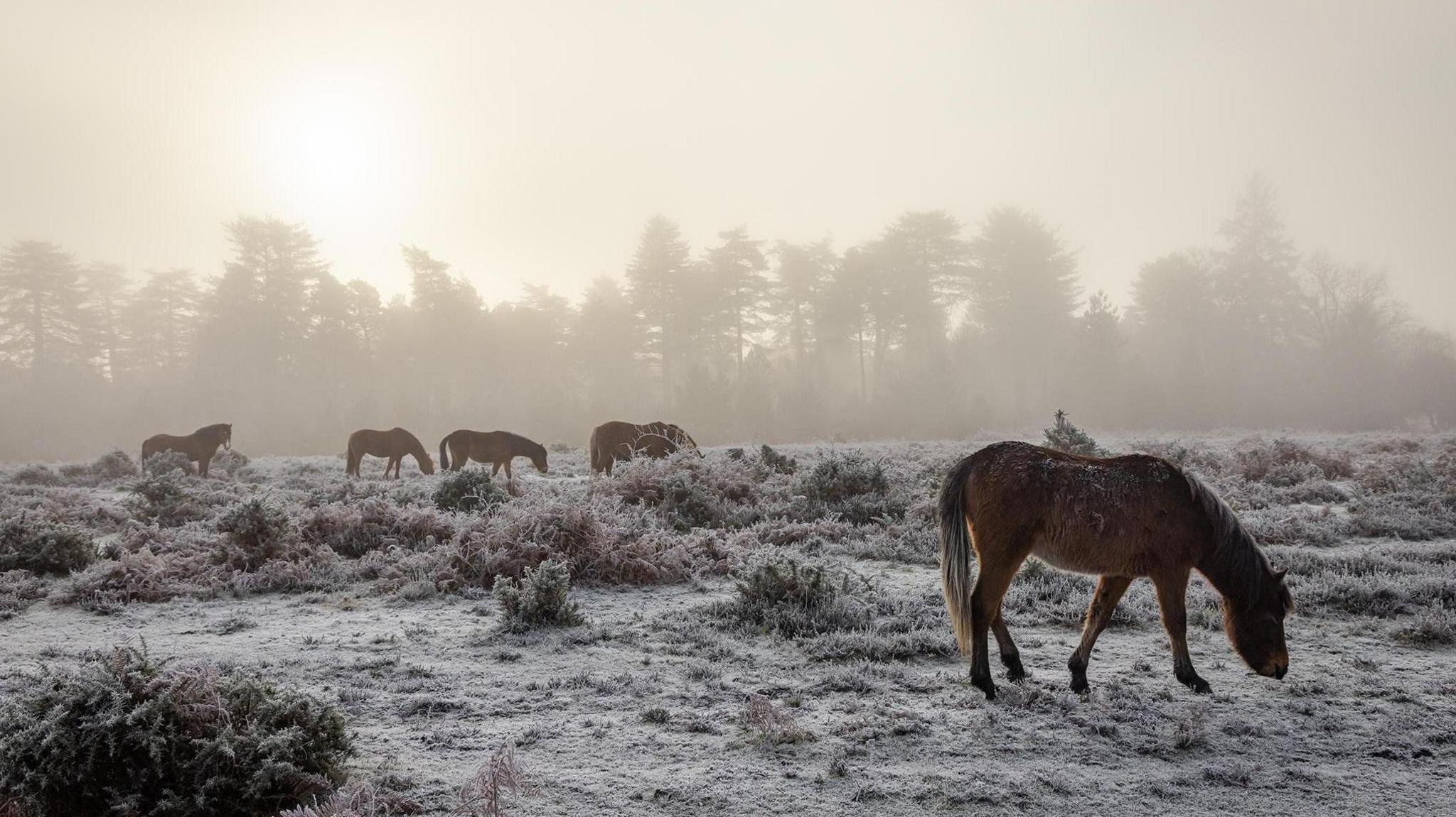 frost covered grass with trees in the background. In the foreground five New Forest ponies graze 