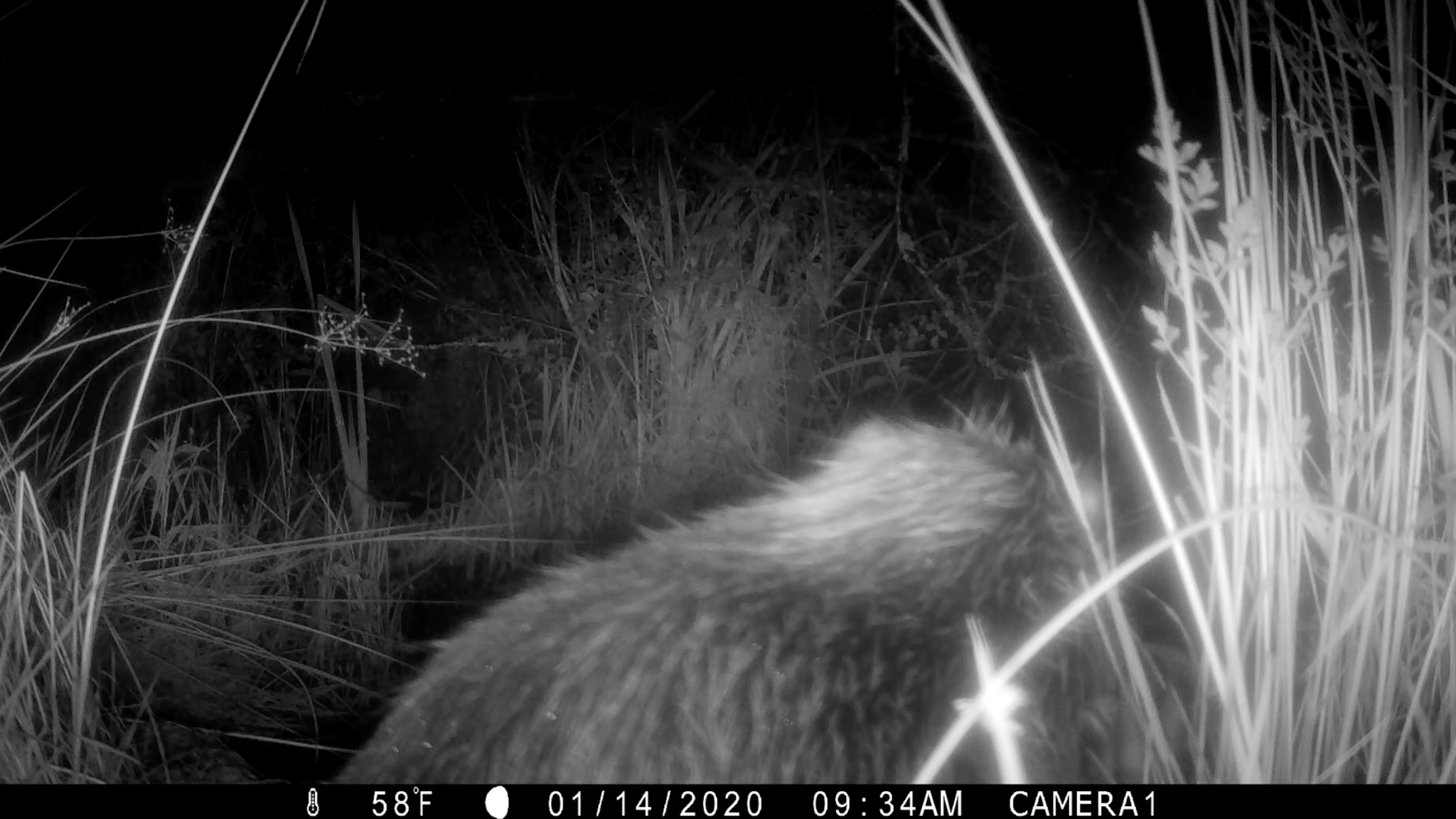 Black and white camera trap photo of an adult beaver in reeds at night. A small beaver kit is just visible.