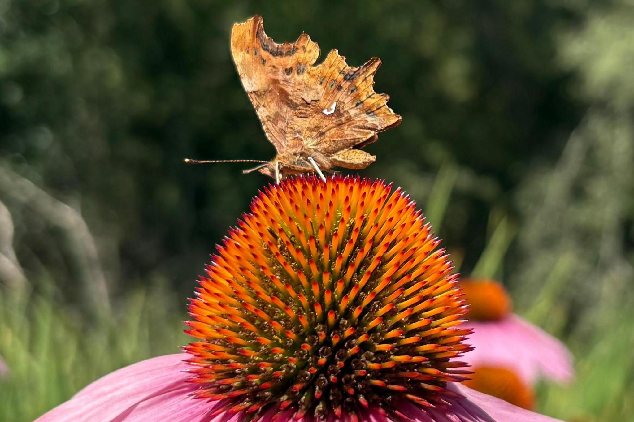 A butterfly sits on a top of a pink echinacea flower. Its wings are folded up revealing its comma mark on the underside.