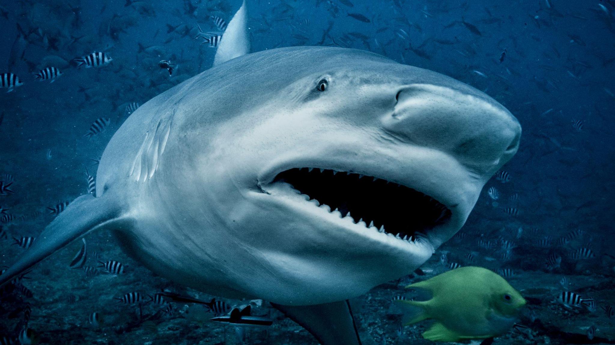 A bull shark swimming towards camera.