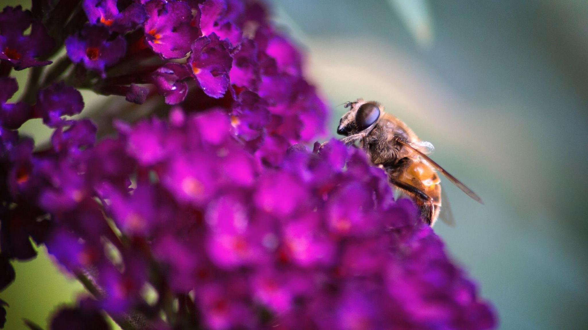 A Hover Fly sits on a pink buddleia flower