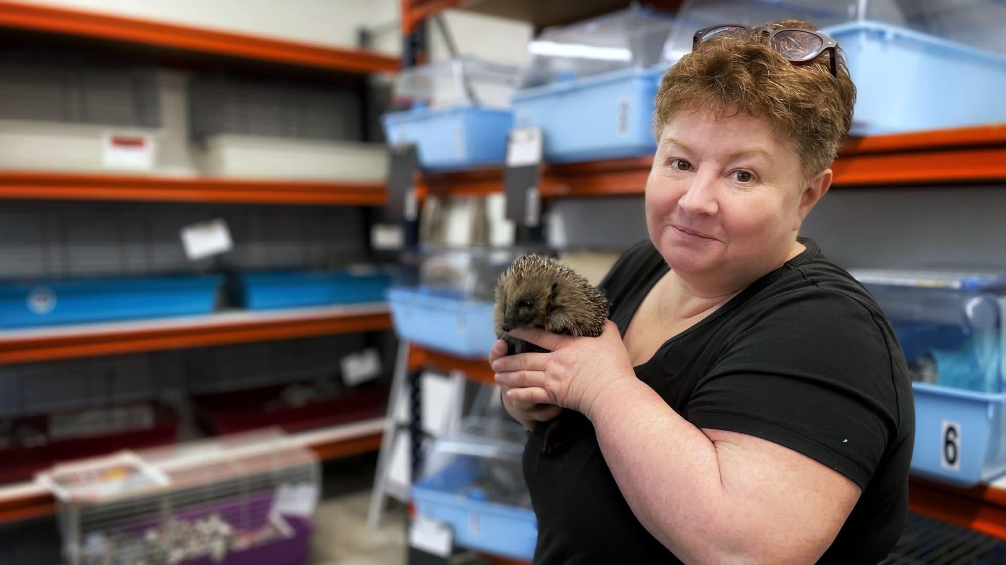 A woman is a black t-shirt holds a baby hedgehog, her glasses are on top of her head. She is standing in front of a number of hedgehog cages