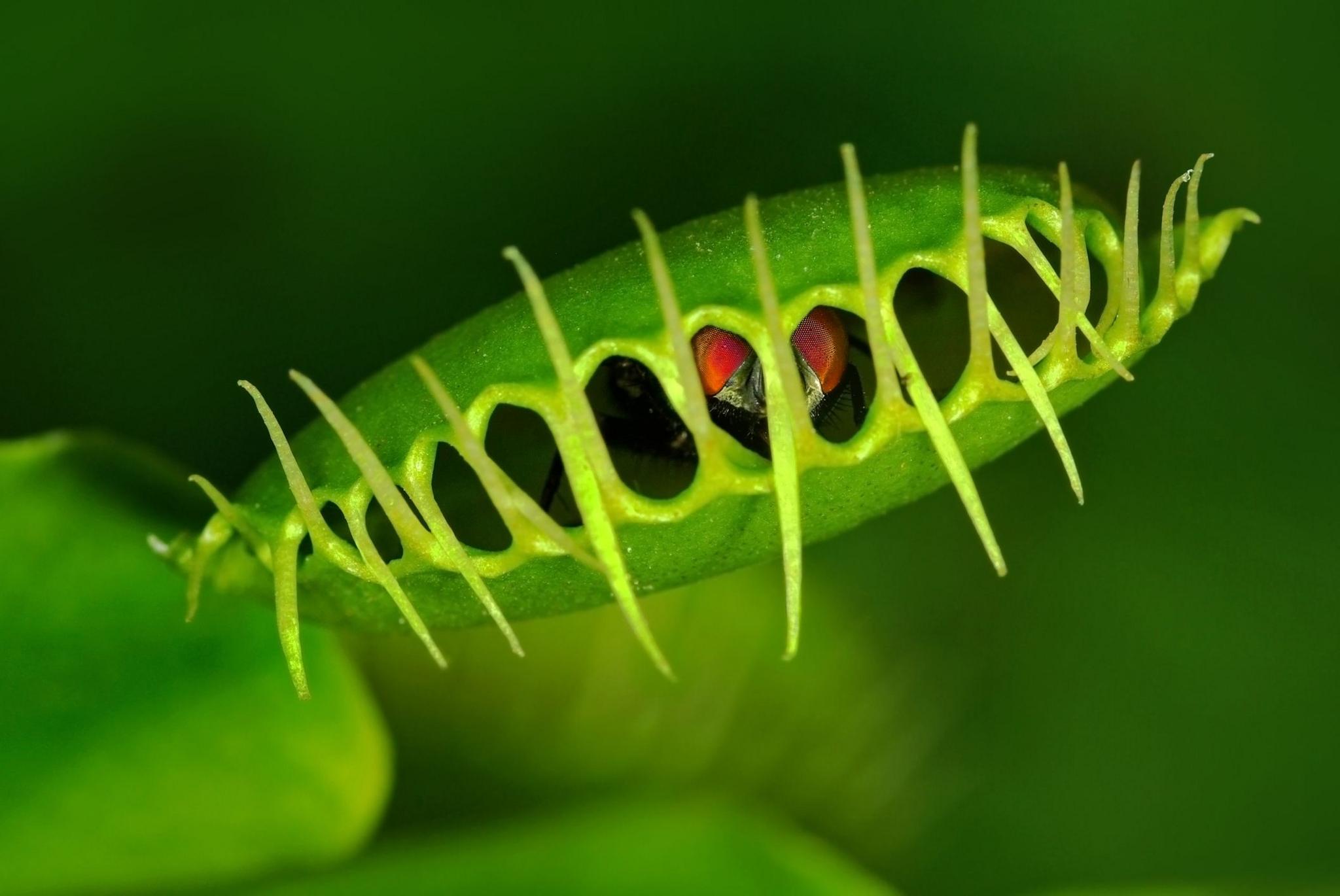 A Venus flytrap closing on a fly.