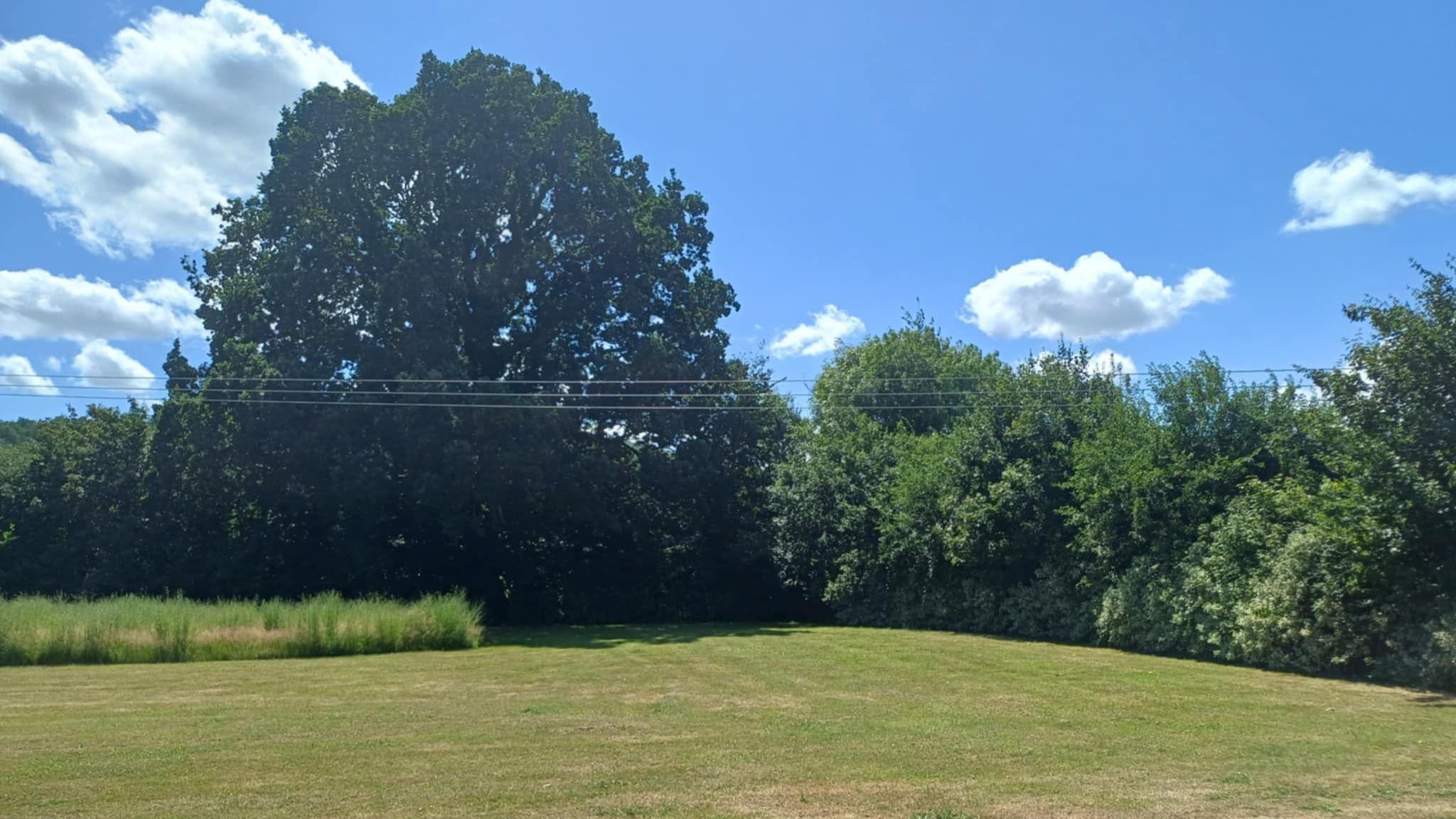 A row of bushes and hedges on the edge of a green field. It is sunny with only a few white clouds.