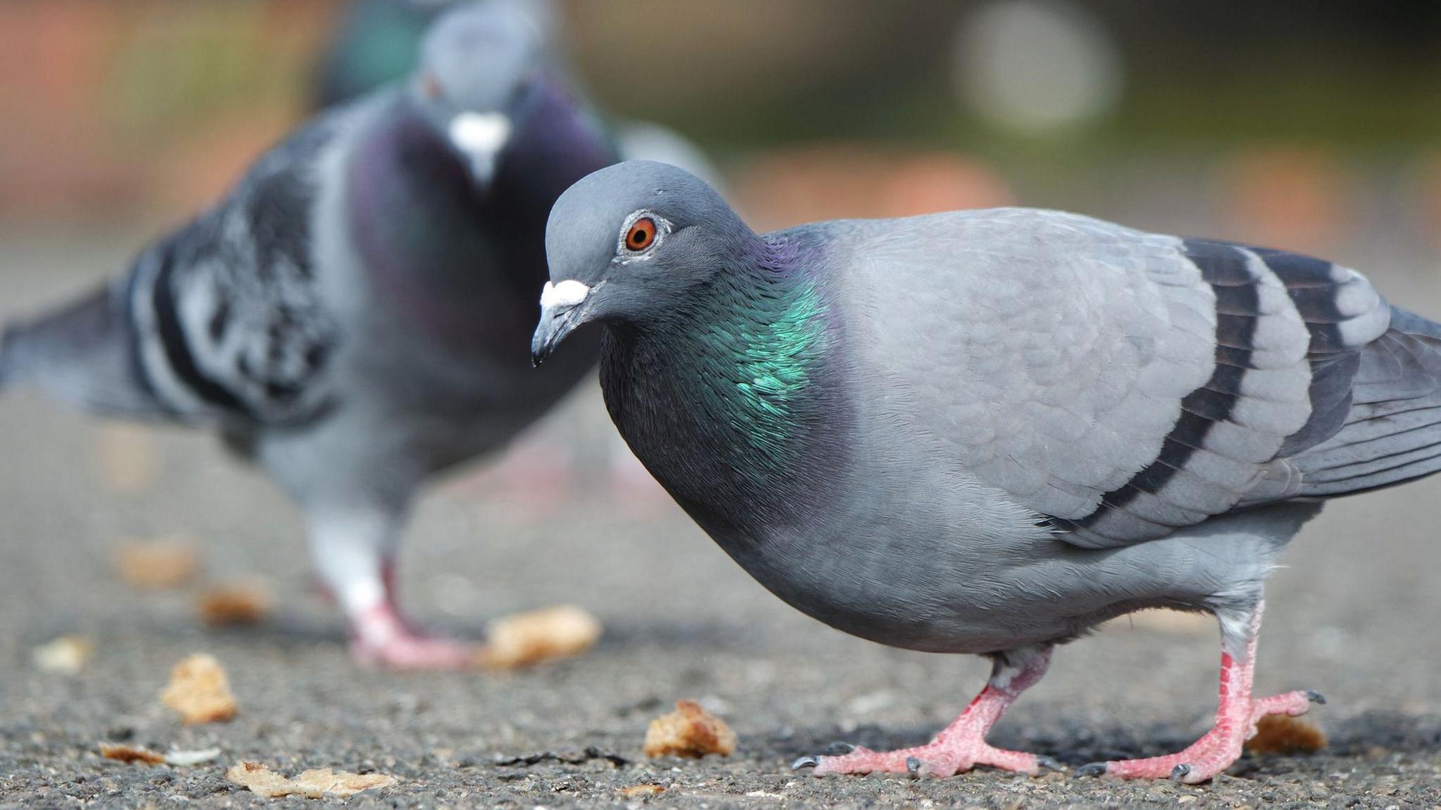 Two pigeons stand on a path. There are leaves on the ground around them.