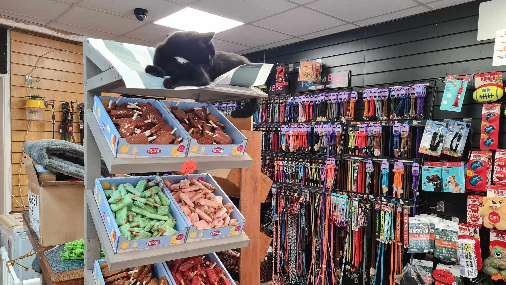 Polo sat at the top of a shelf in the local pet shop. There are leads and collars hanging on the wall on the right and there is dog treats underneath Polo on the shelf.