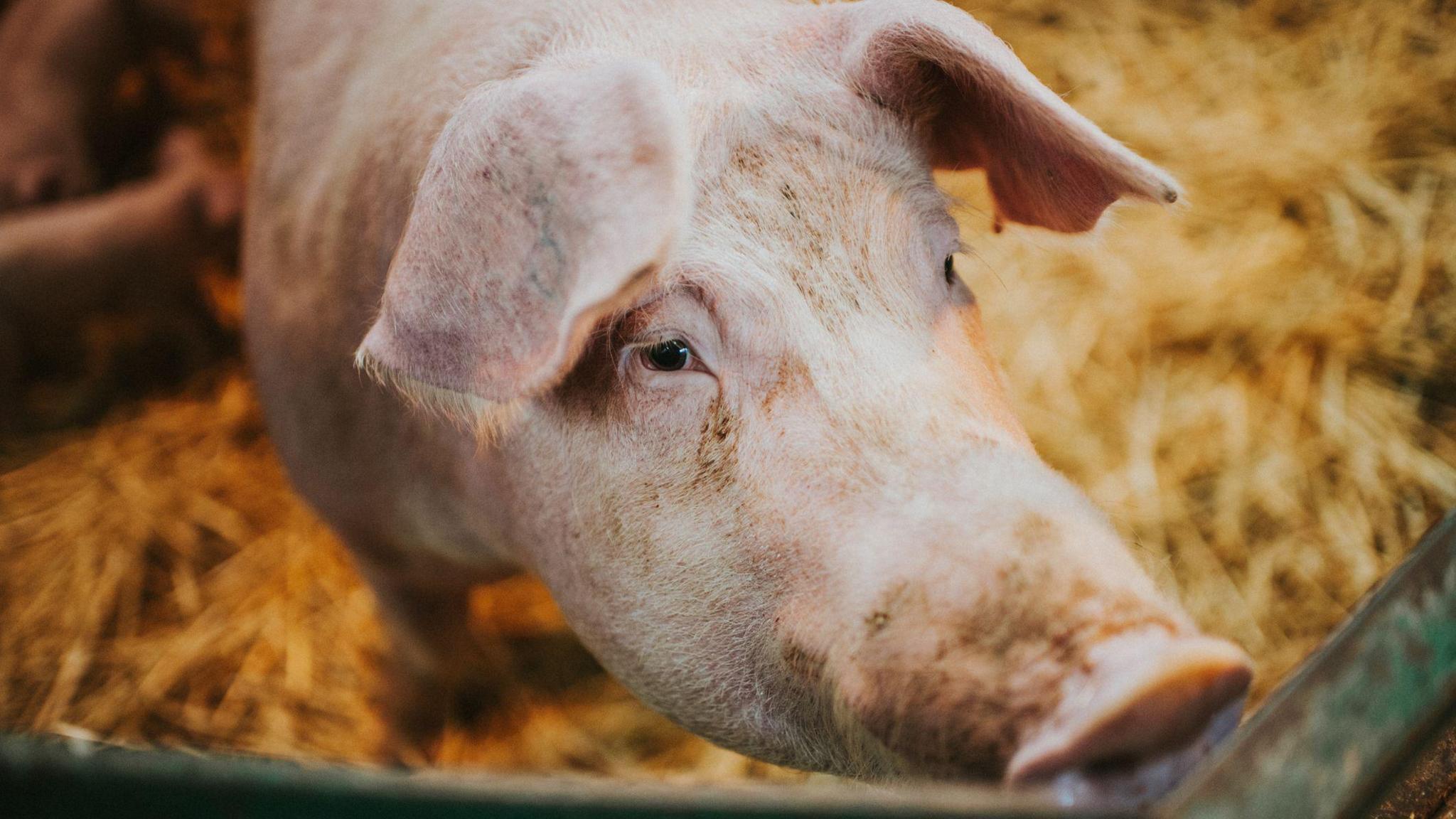 A close-up of pig seen in an enclosure with hay on the ground.